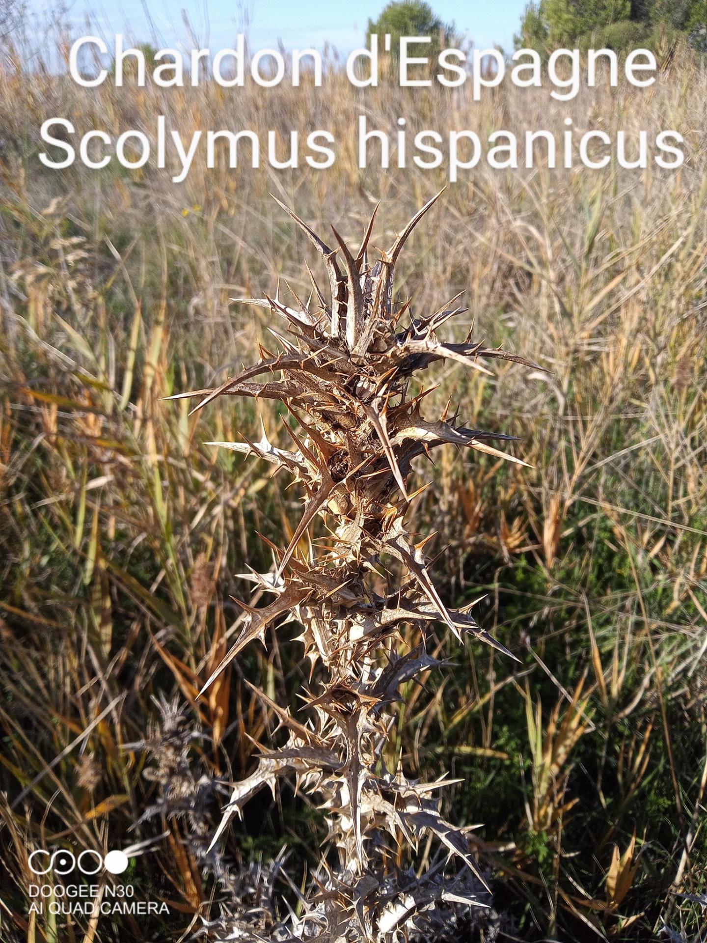 scolymus hispanicus 2021 11 12