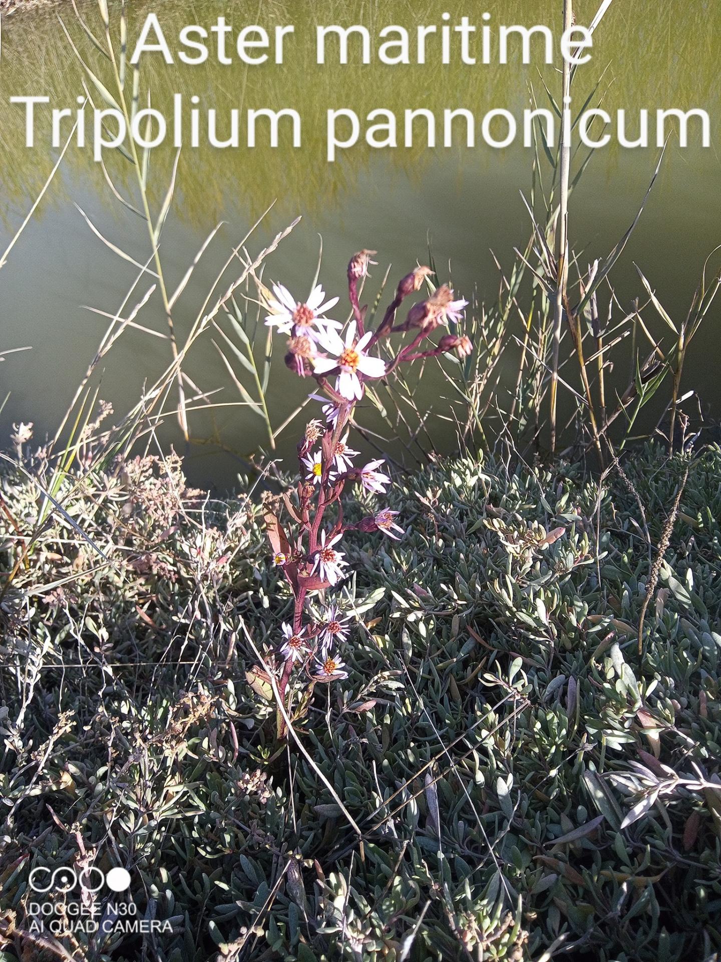 tripolium pannonicum 11/11/21