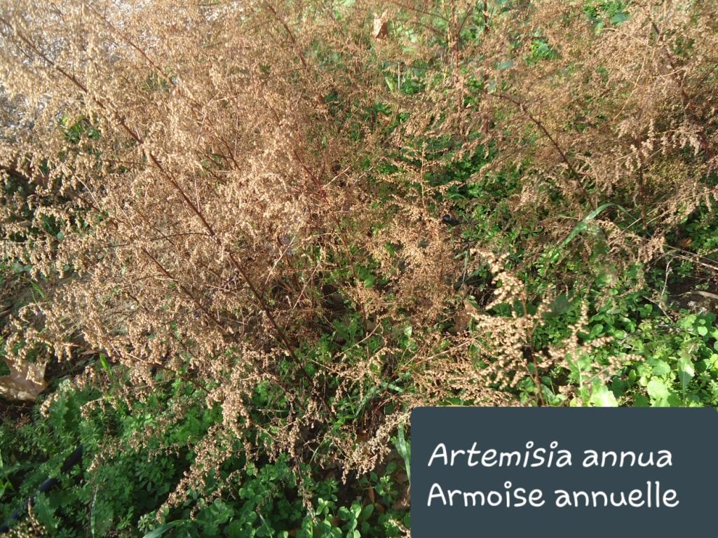 Artemisia annua  12/12/19