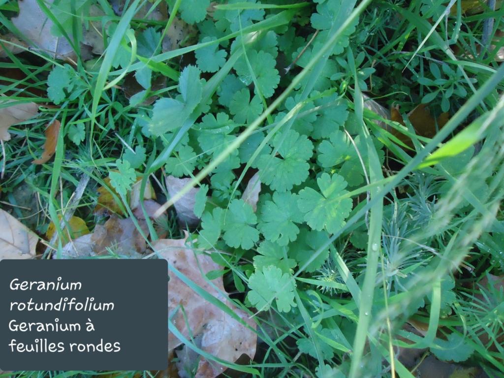 Geranium rotundifolia