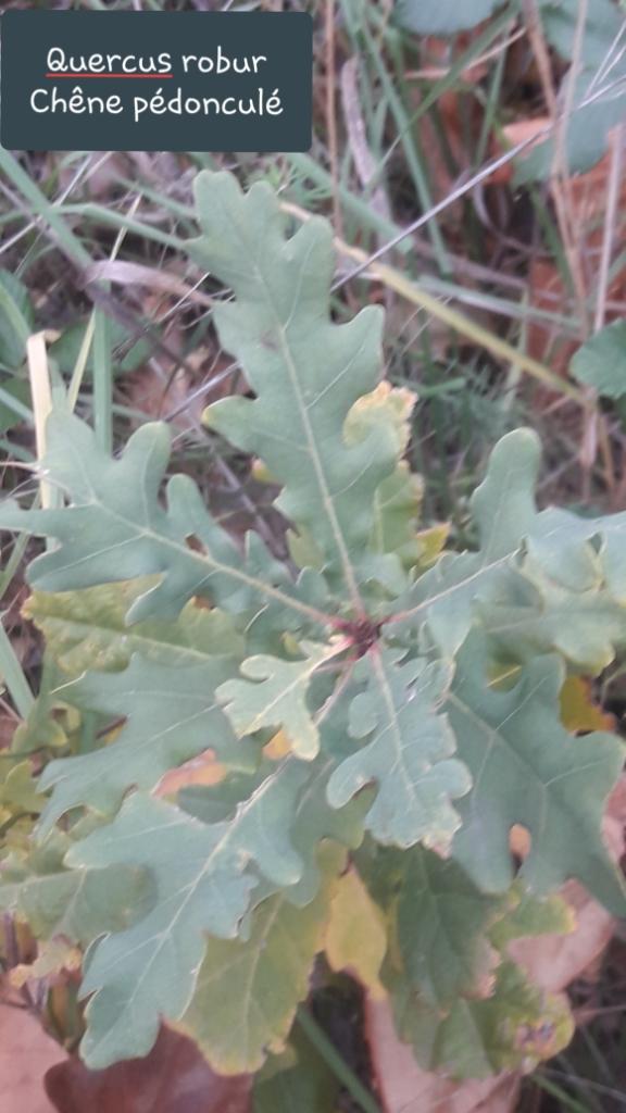 Quercus robur  12/12/19