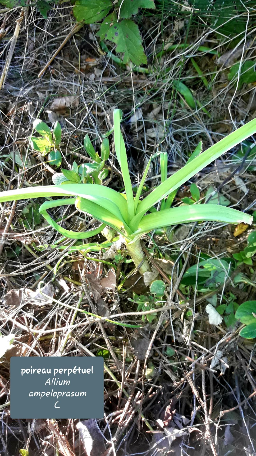 Allium ampeloprasum  28/12/20