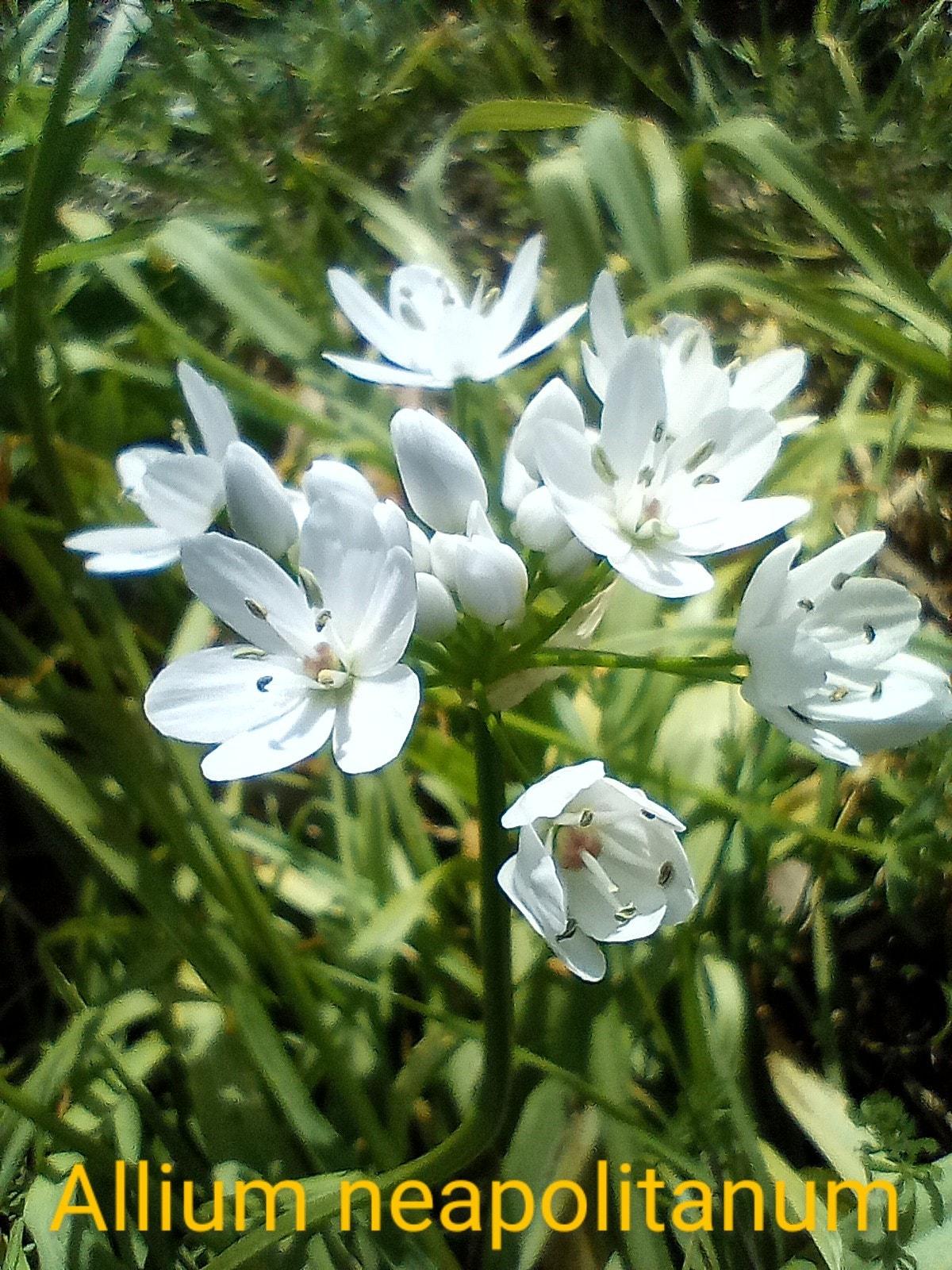 Allium neapolitanum 31 03 22 1