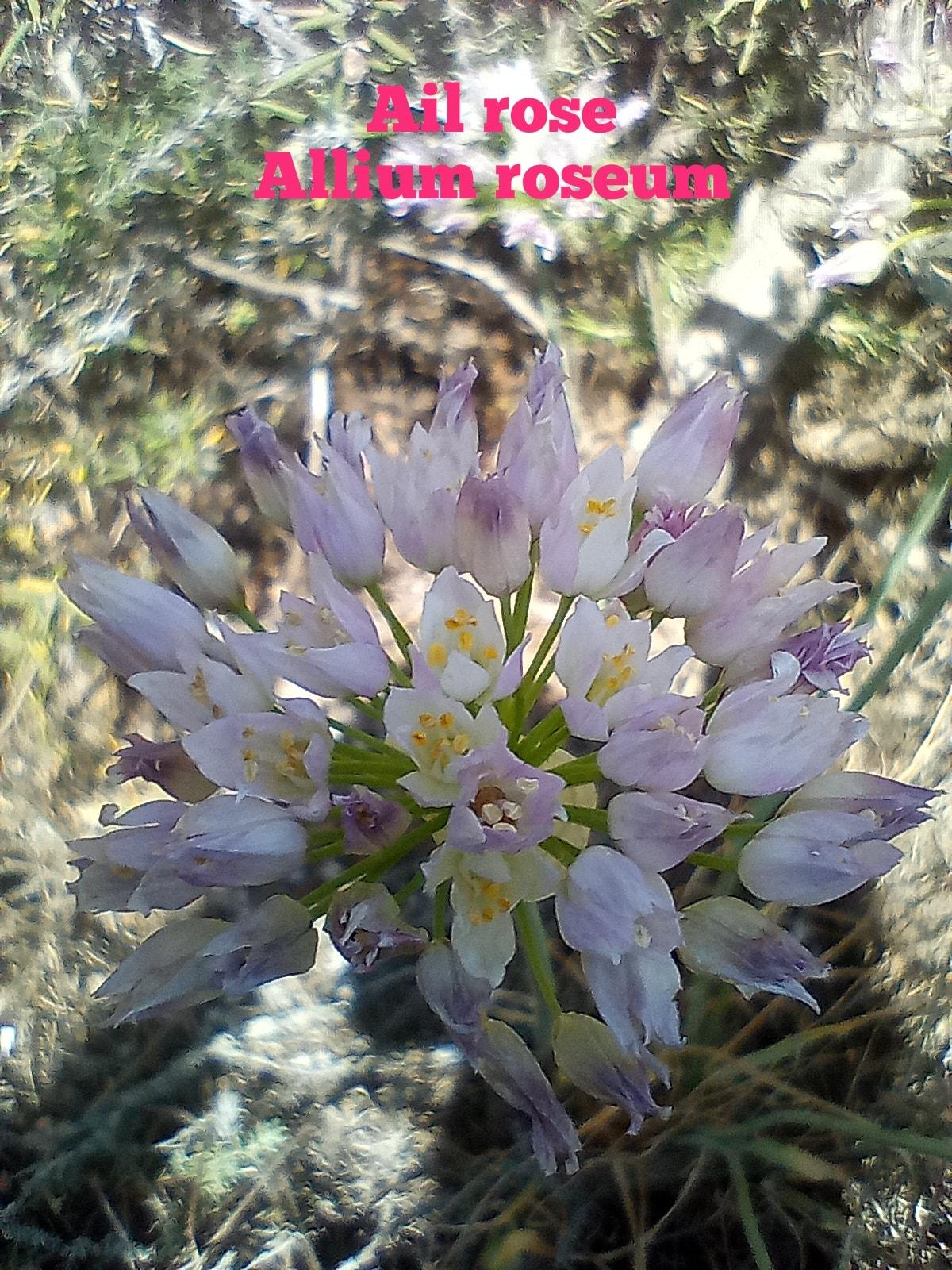 Allium roseum 2