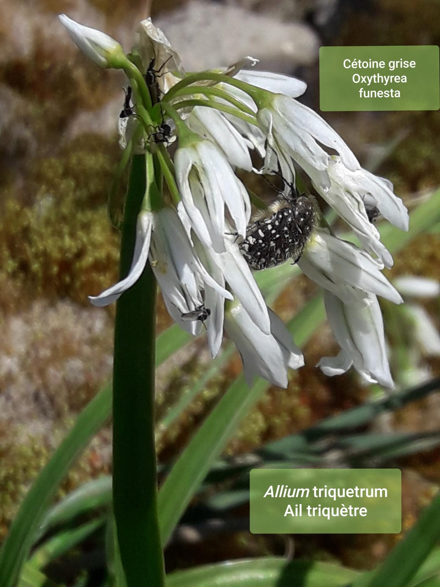 Allium triquetrum  11/04/21