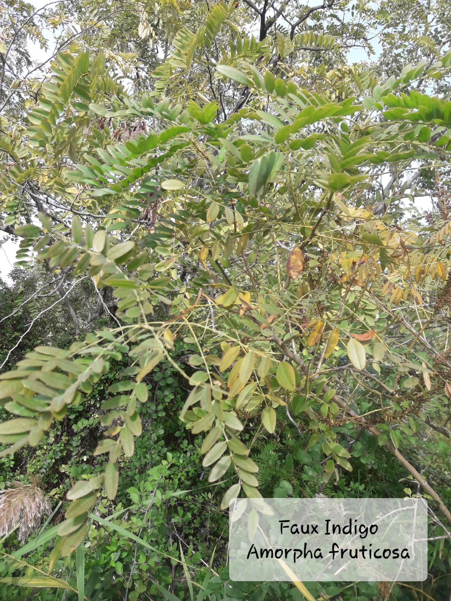 Amorpha fruticosa  15/10/21