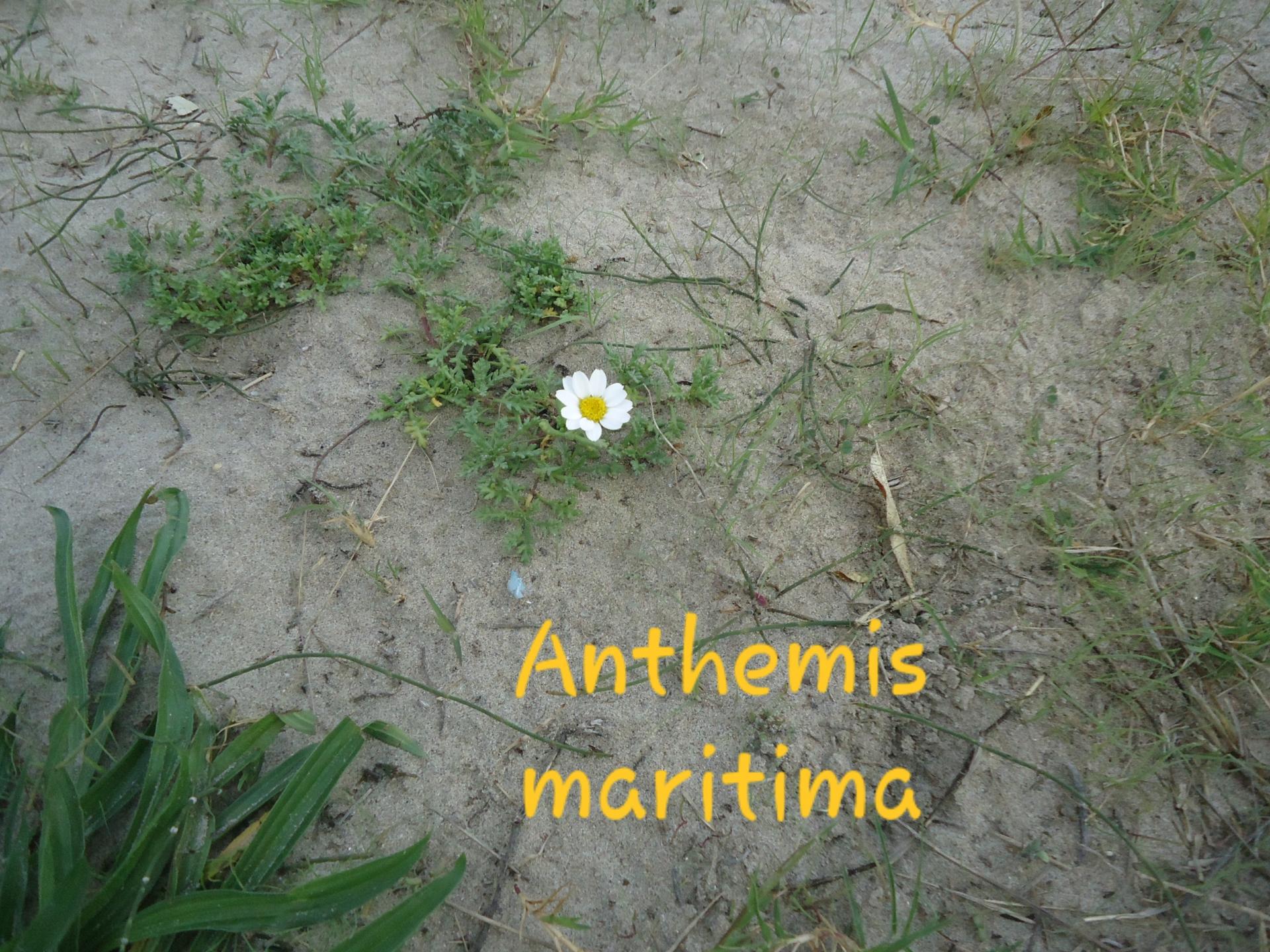 Anthemis maritima 2
