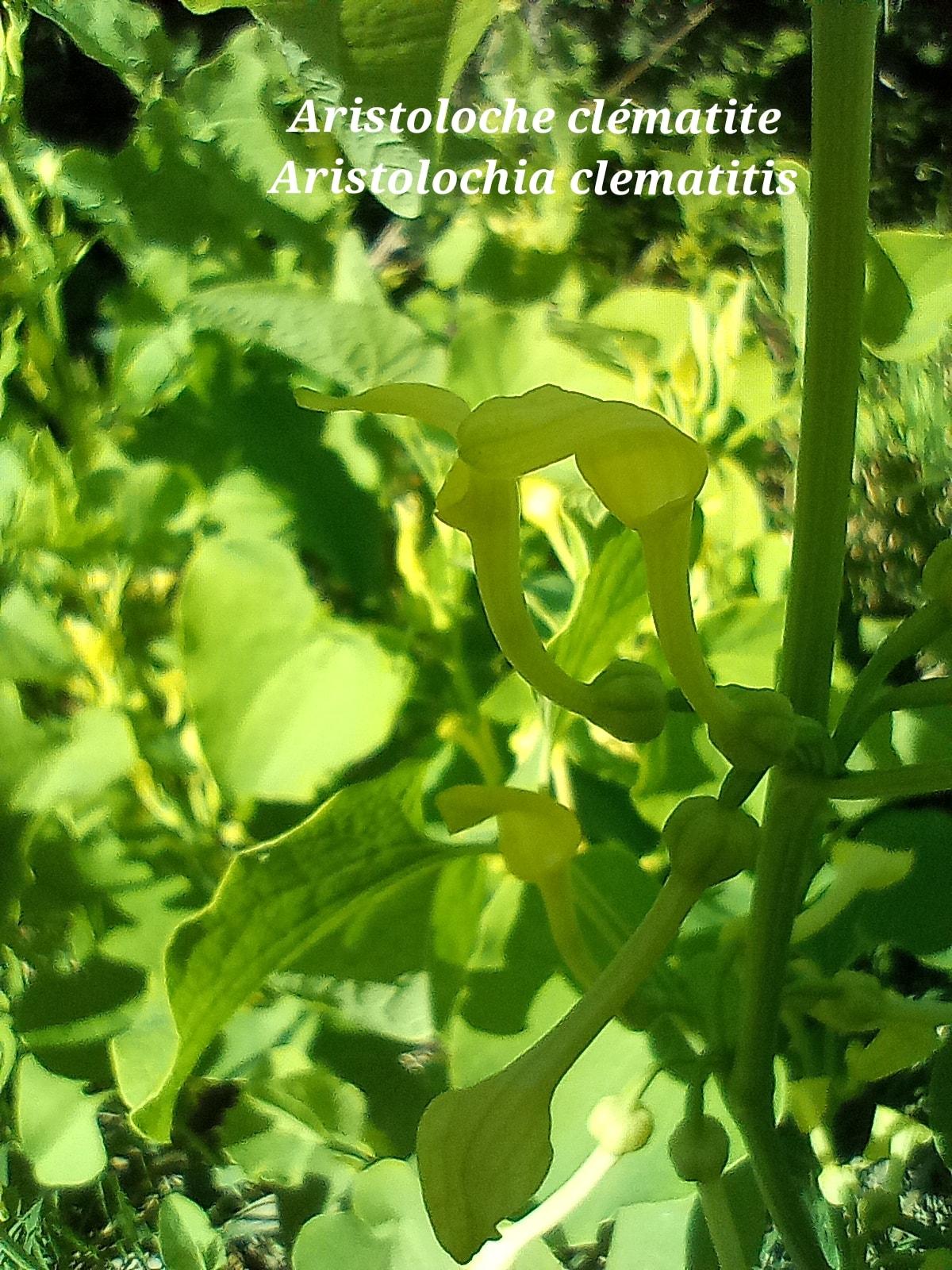 Aristolochia clematitis 29 09 22 1