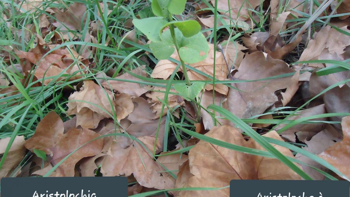 Aristolochia rotundifolia 1 jpg