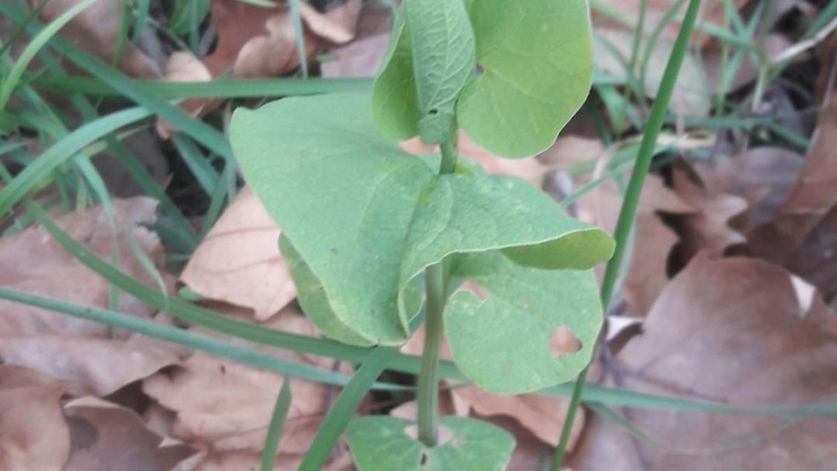 Aristolochia rotundifolia 2 jpg