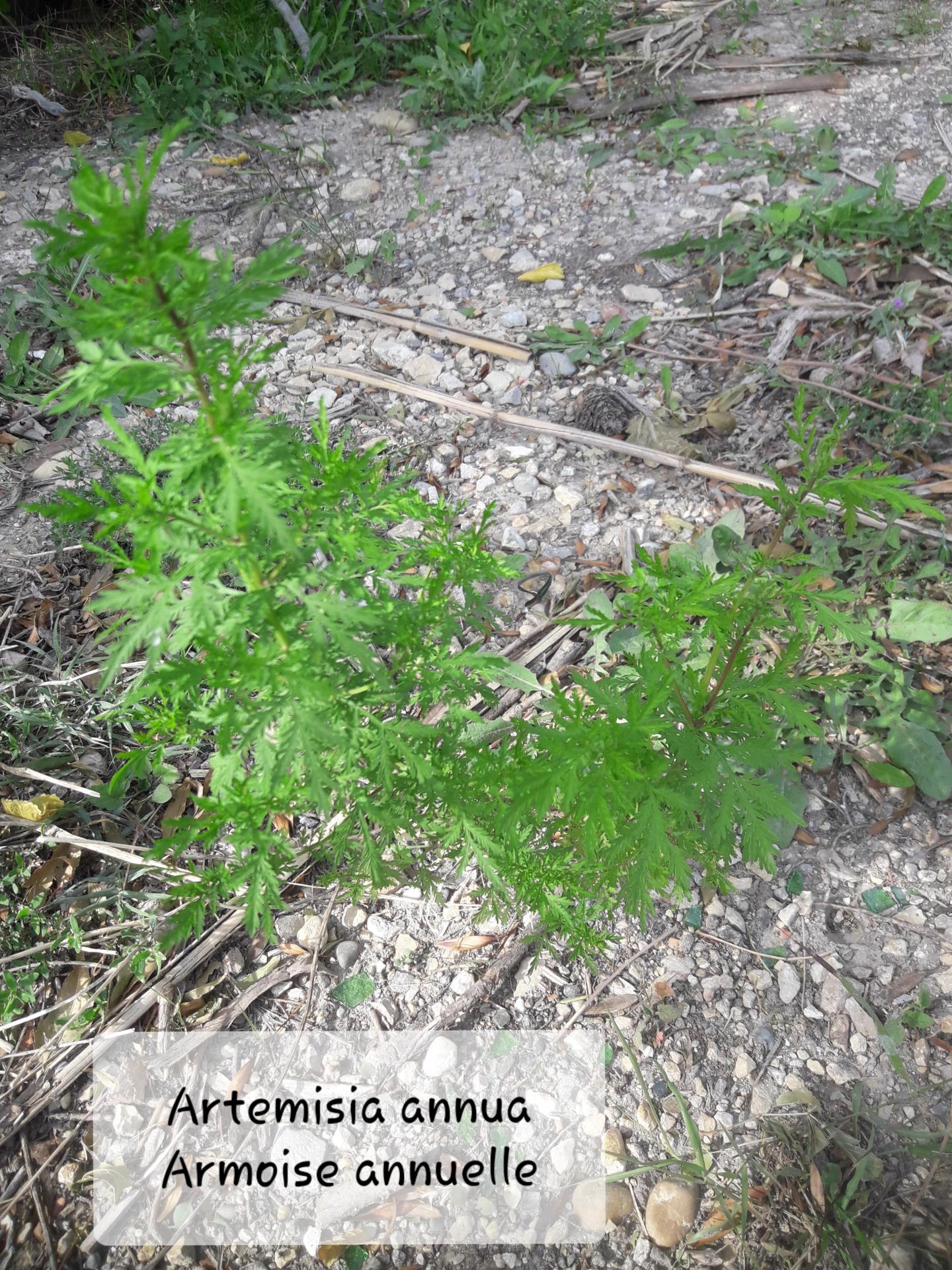 Artemisia annua 20/10/21
