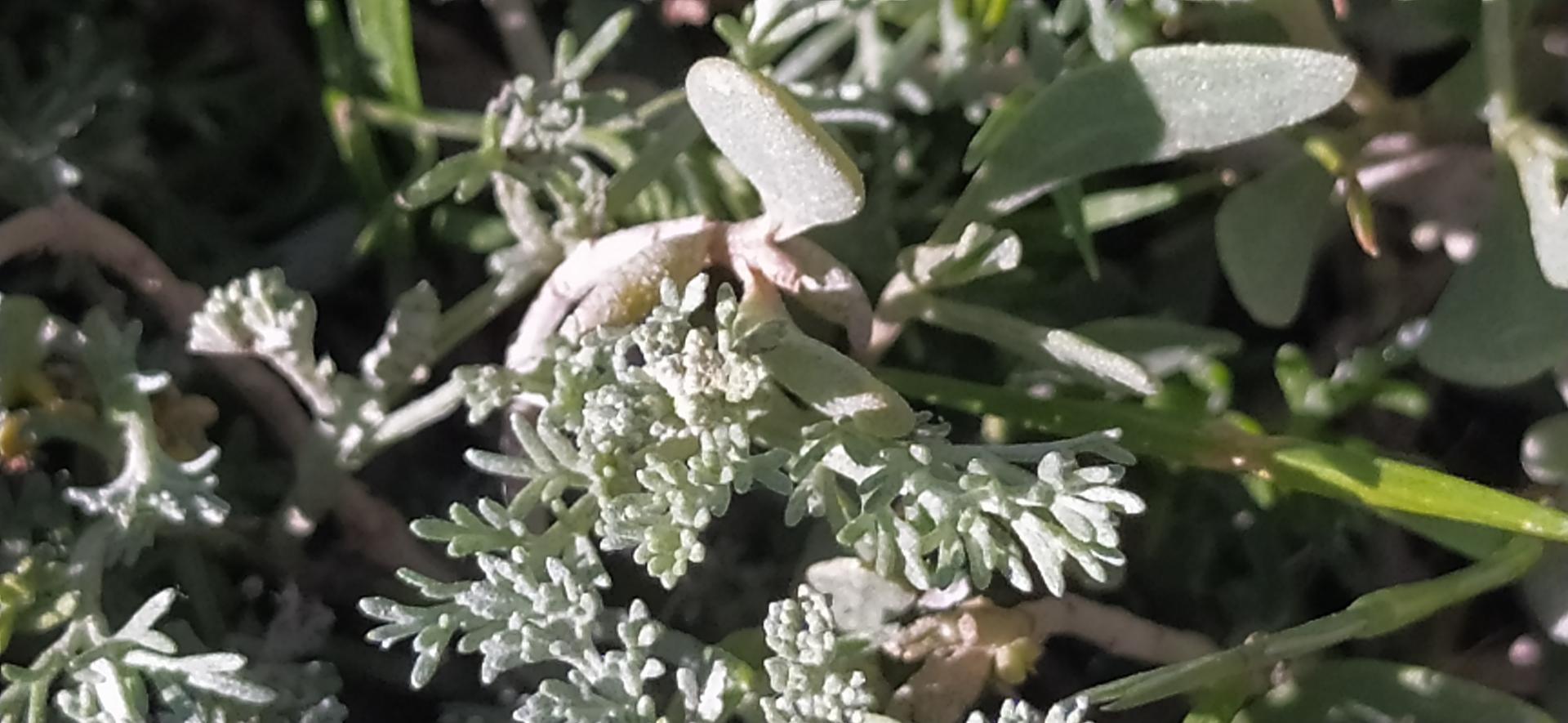 Artemisia caerulescens 2022 04 27 15h29m34