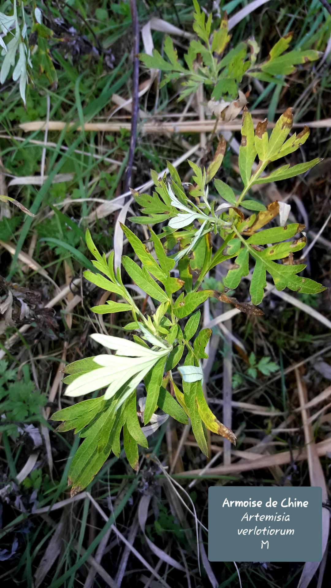 Artemisia verlotiorum 1