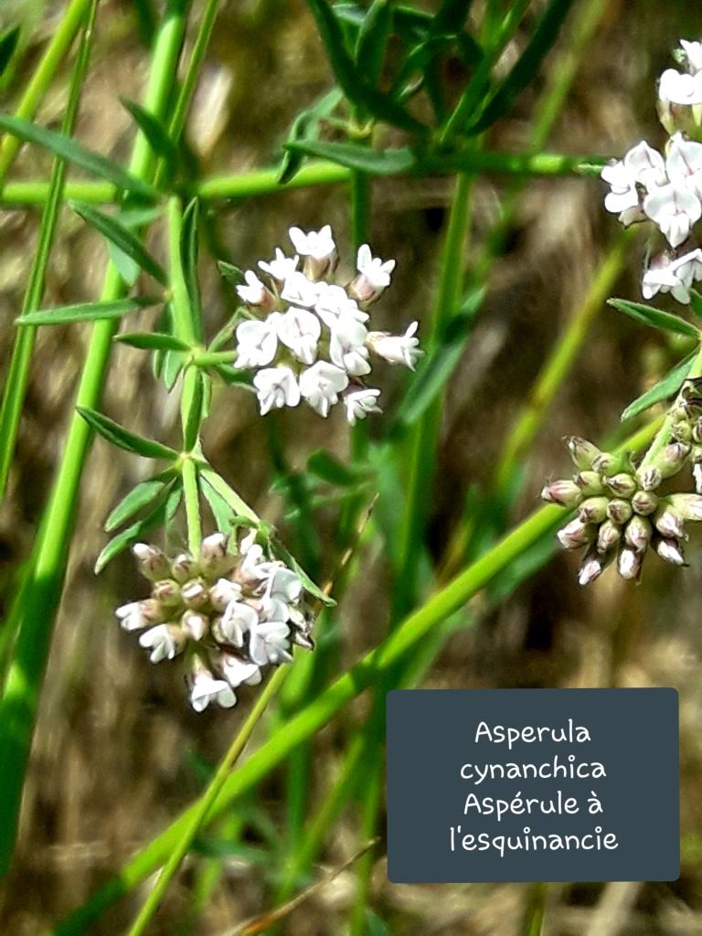 Asperula cynanchica 25/06/20