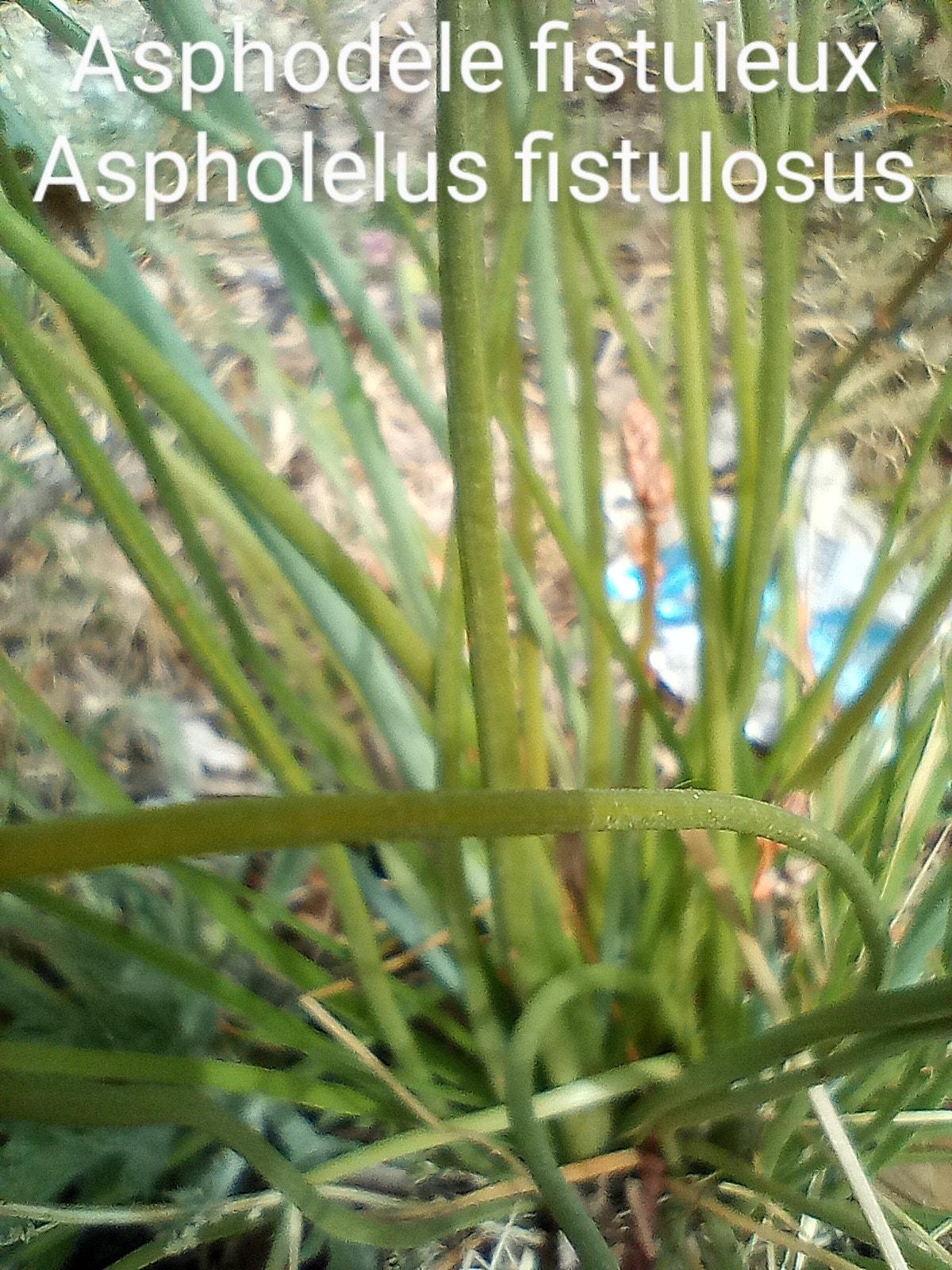 Asphodelus fistulosus 06 04 22 1