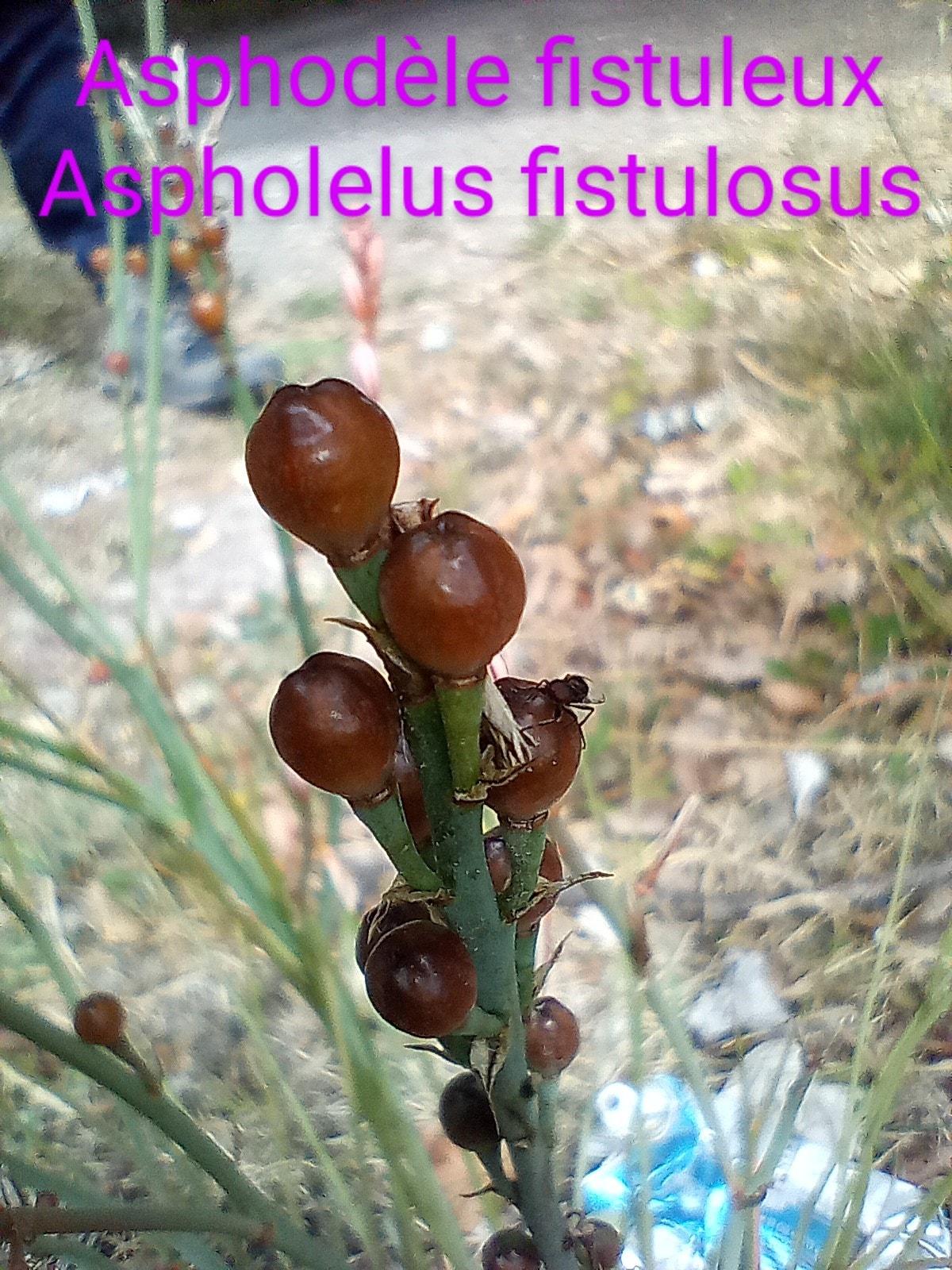 Asphodelus fistulosus 06 04 22 3