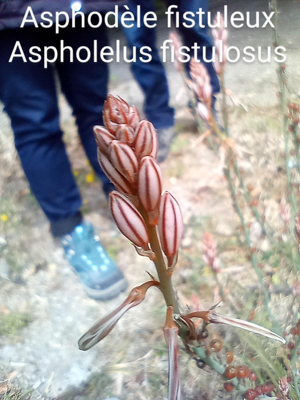 Asphodelus fistulosus 06 04 22 4