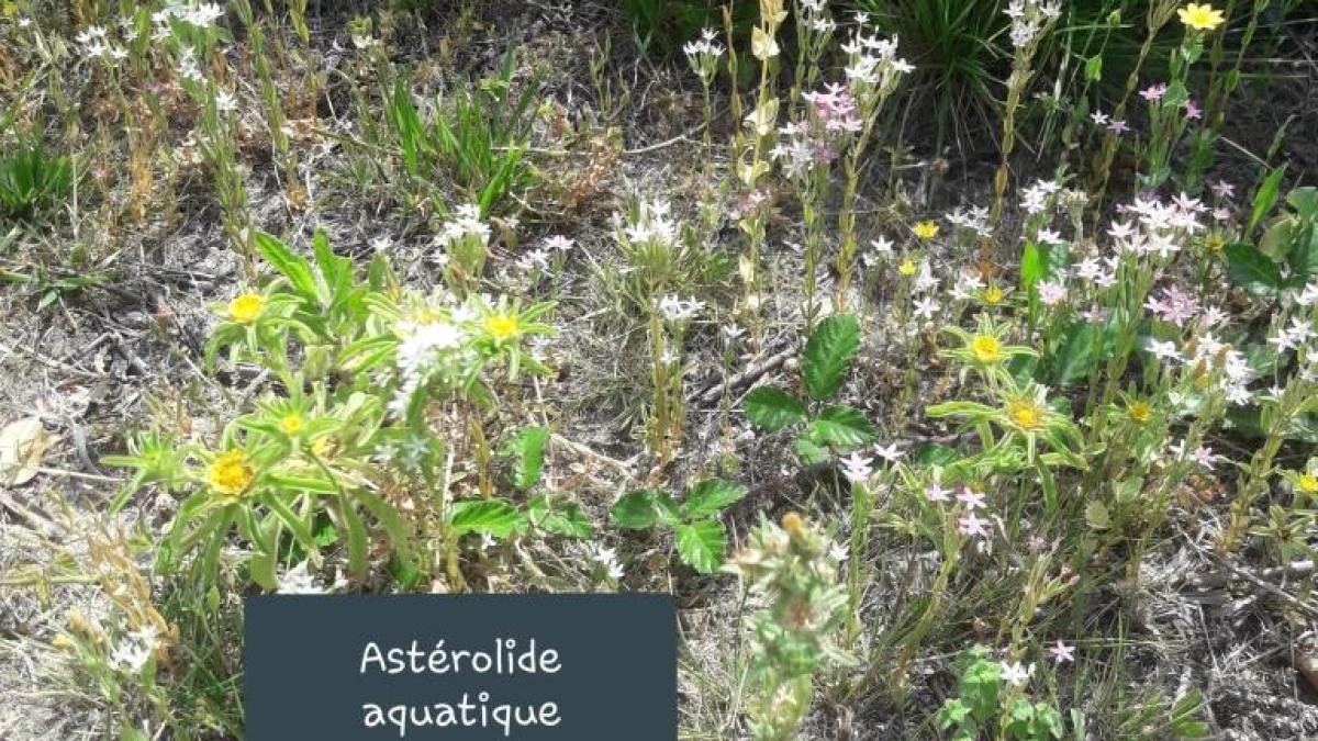 Asterolide aquatique