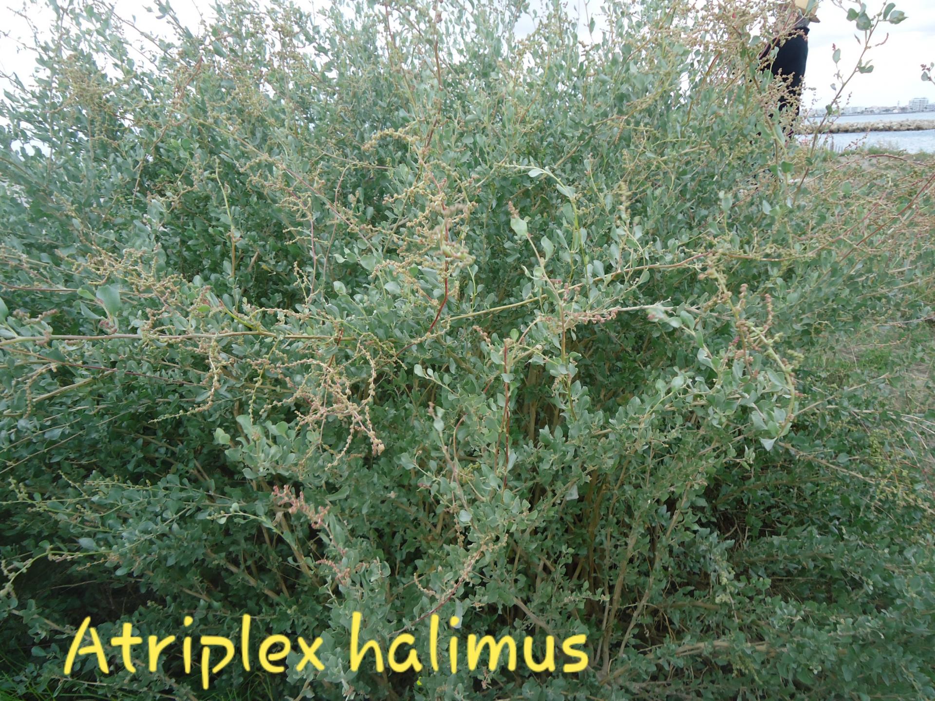 Atriplex halimus