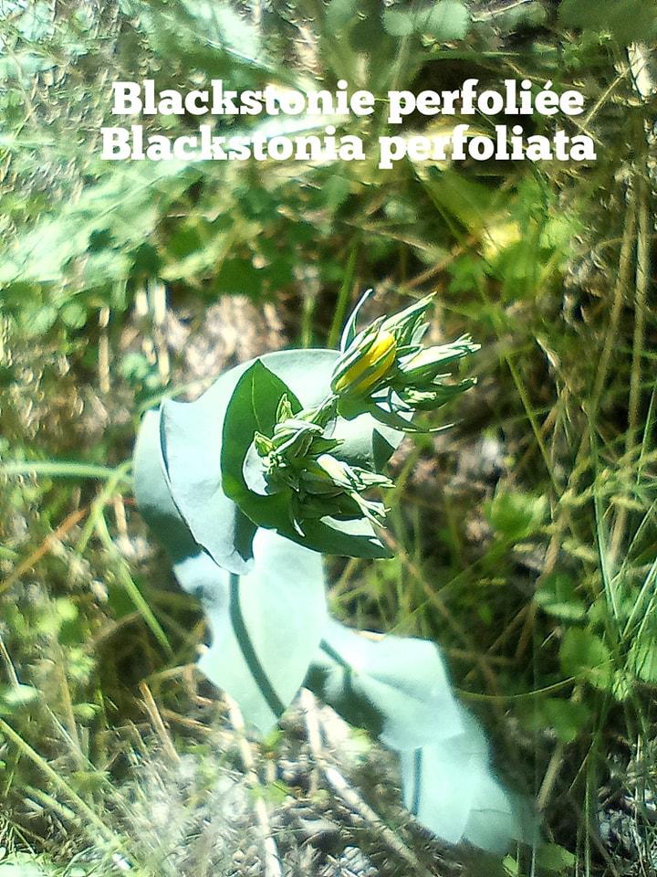Blackstonia perfoliata 1