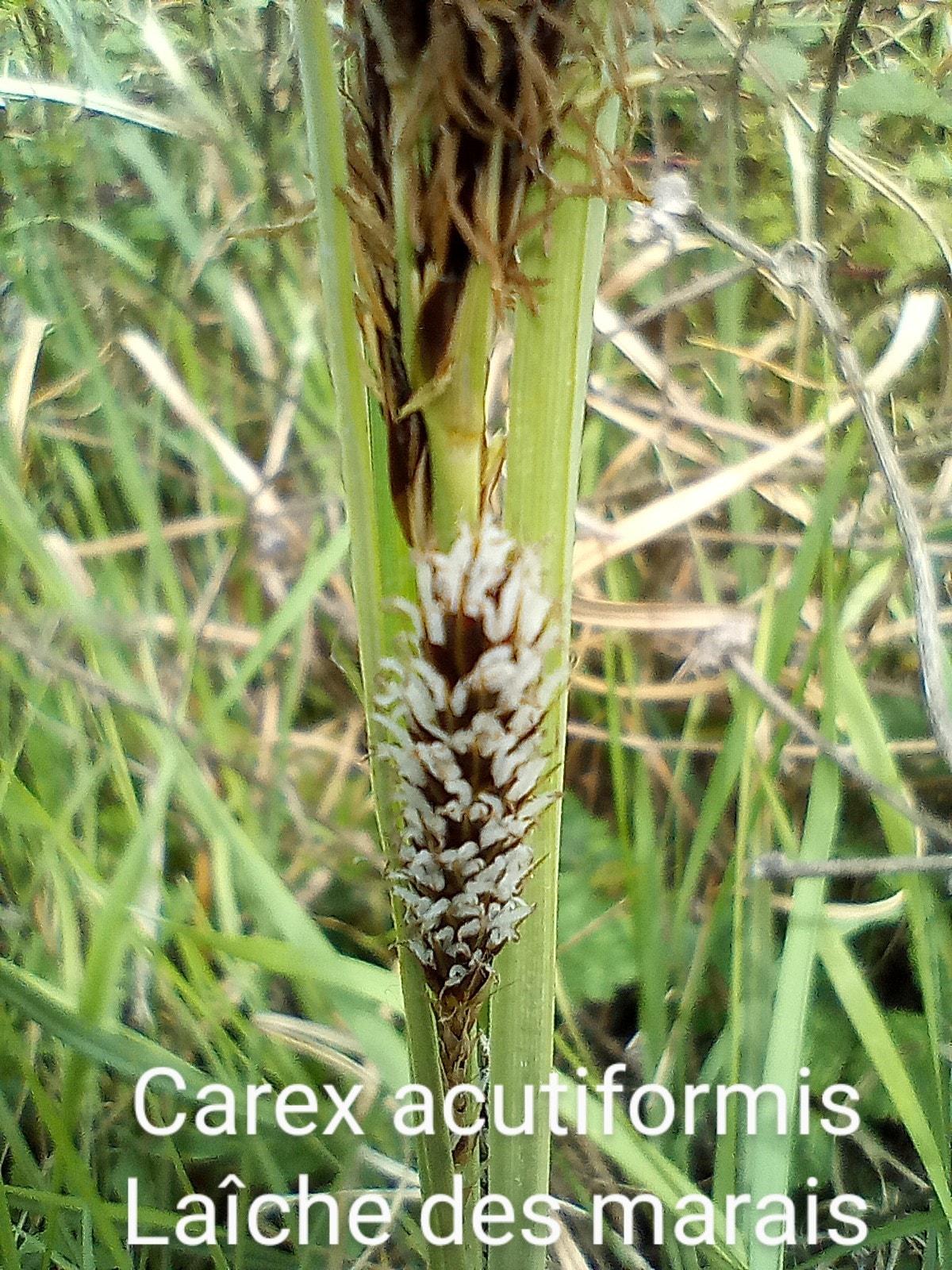 Carex acutiformis 06 04 22