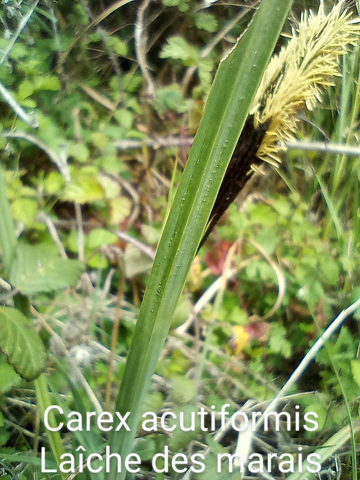 Carex acutiformis 06 04 23