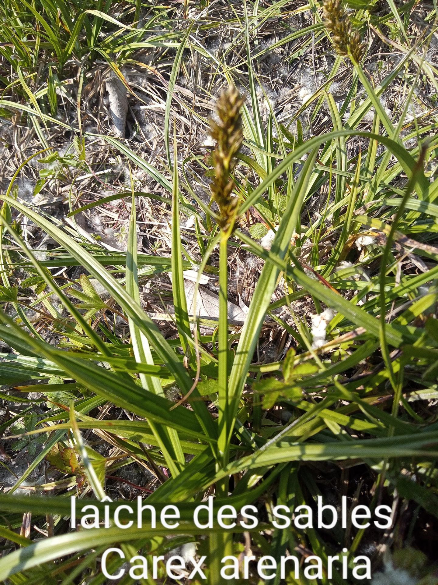 Carex arenaria 06 04 22