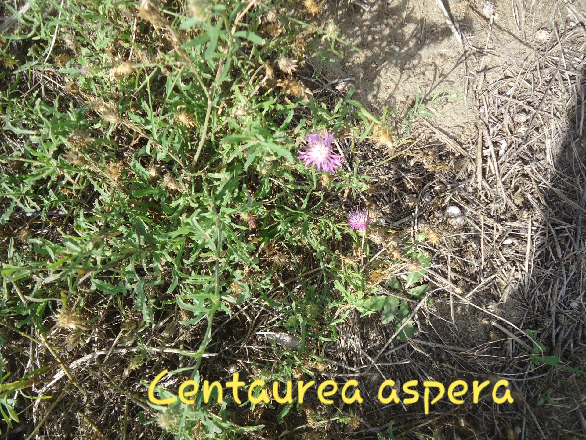 Centaurea aspera 2