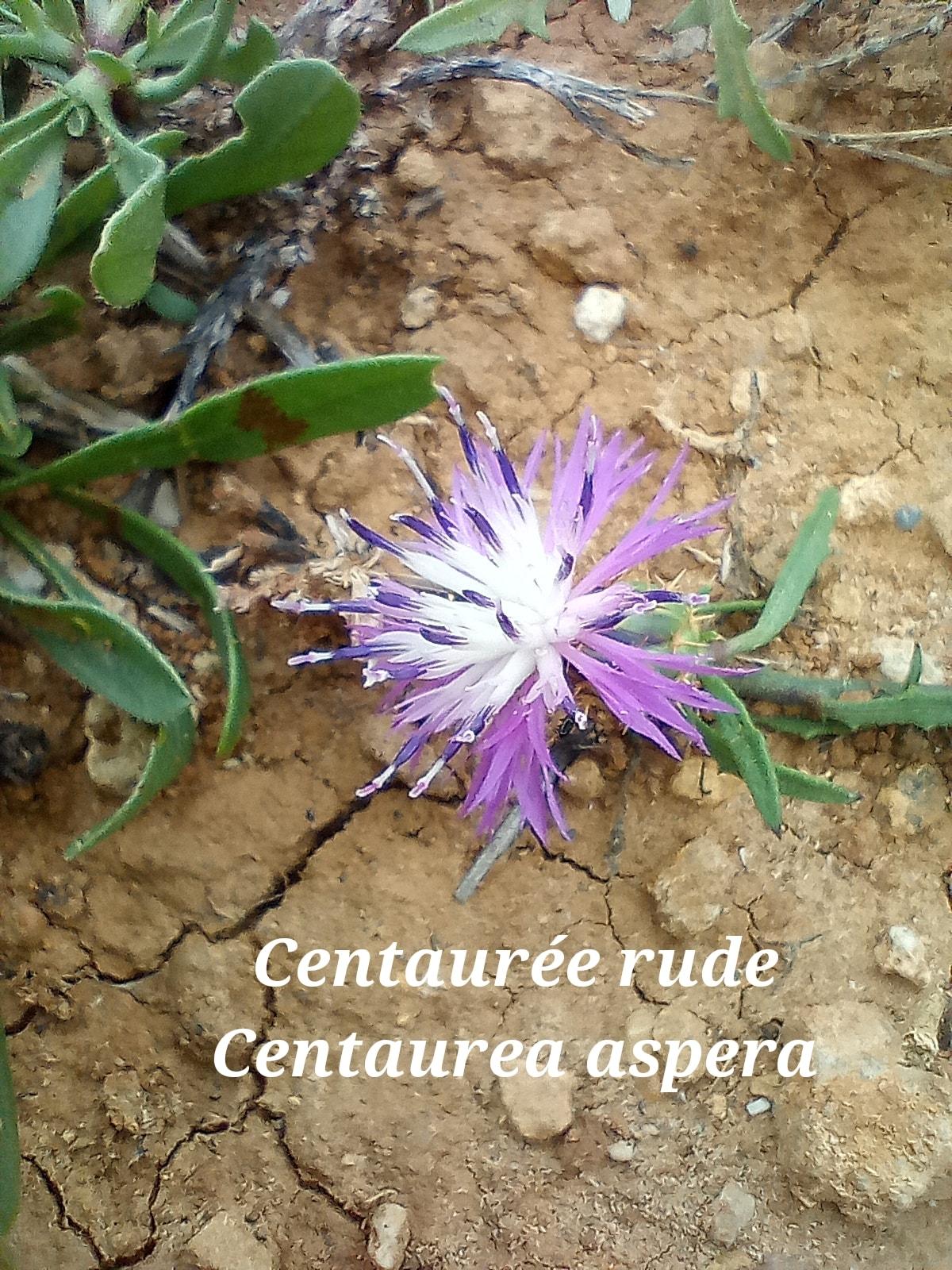 Centaurea aspera 28 09 22 1