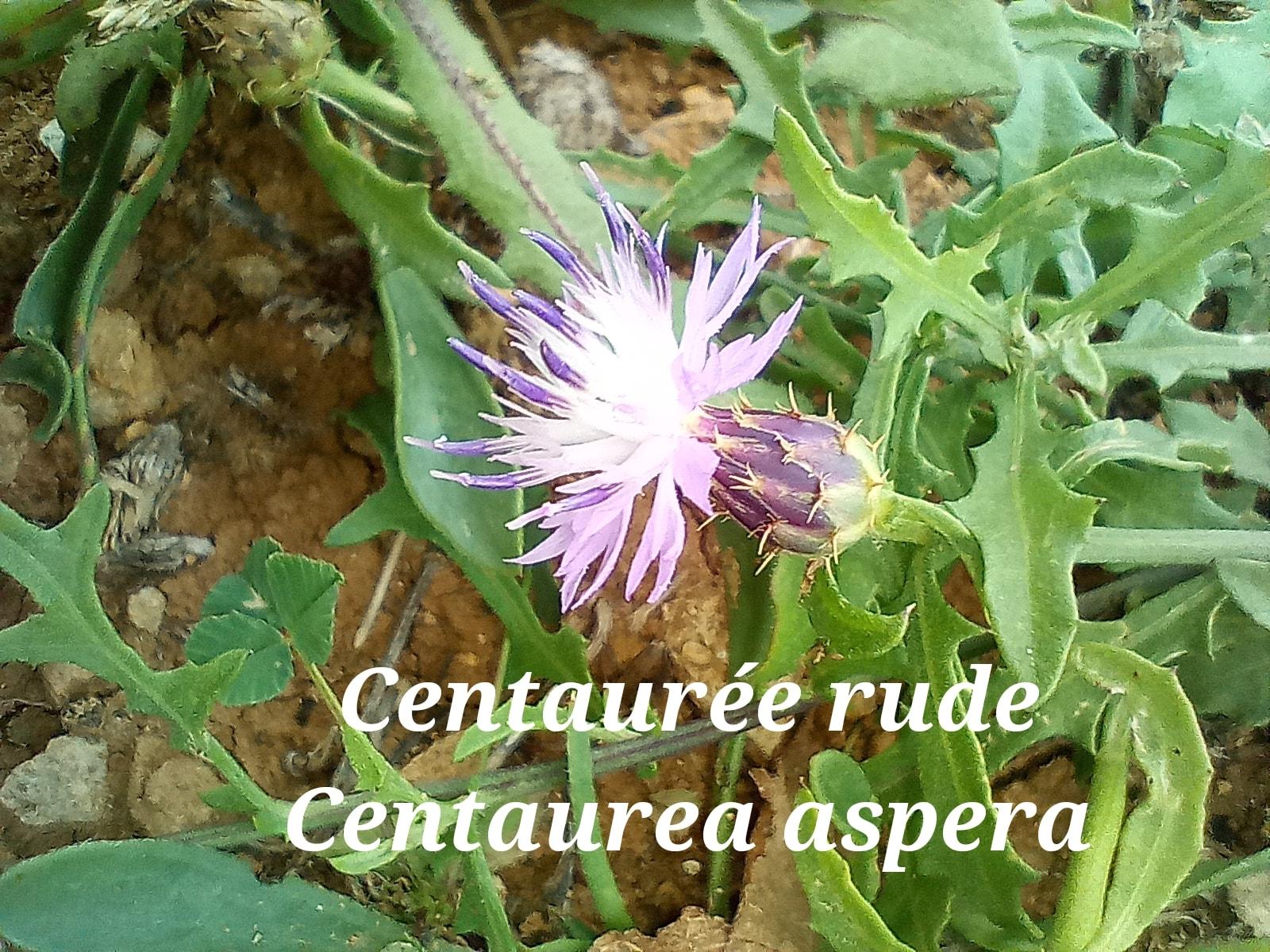 Centaurea aspera 28 09 22 2