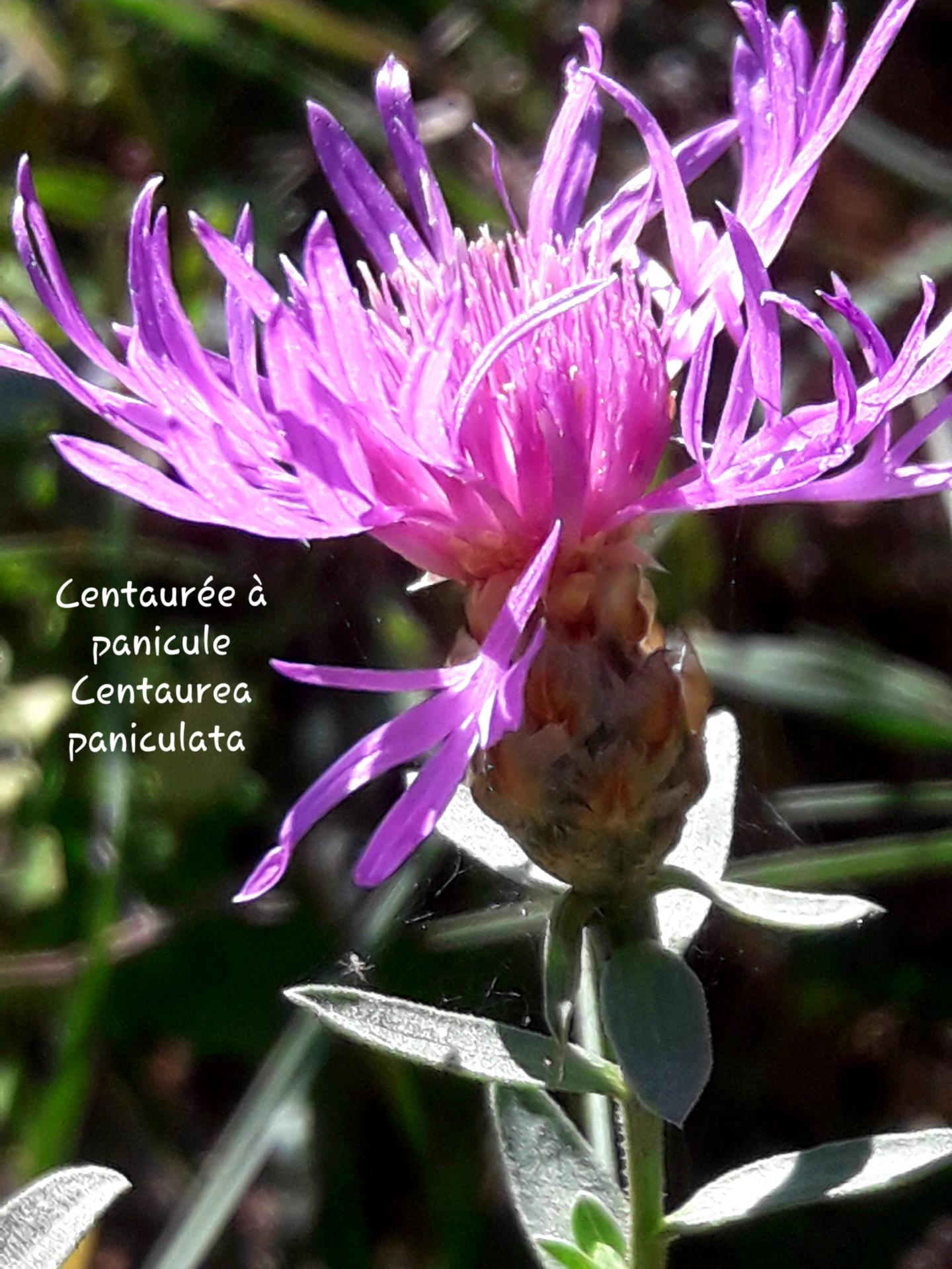 Centaurea paniculata 2