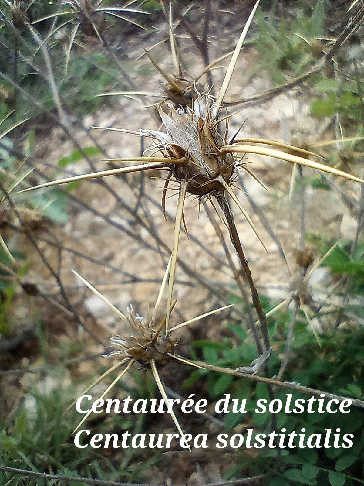 Centaurea solstitialis 28 09 22 1