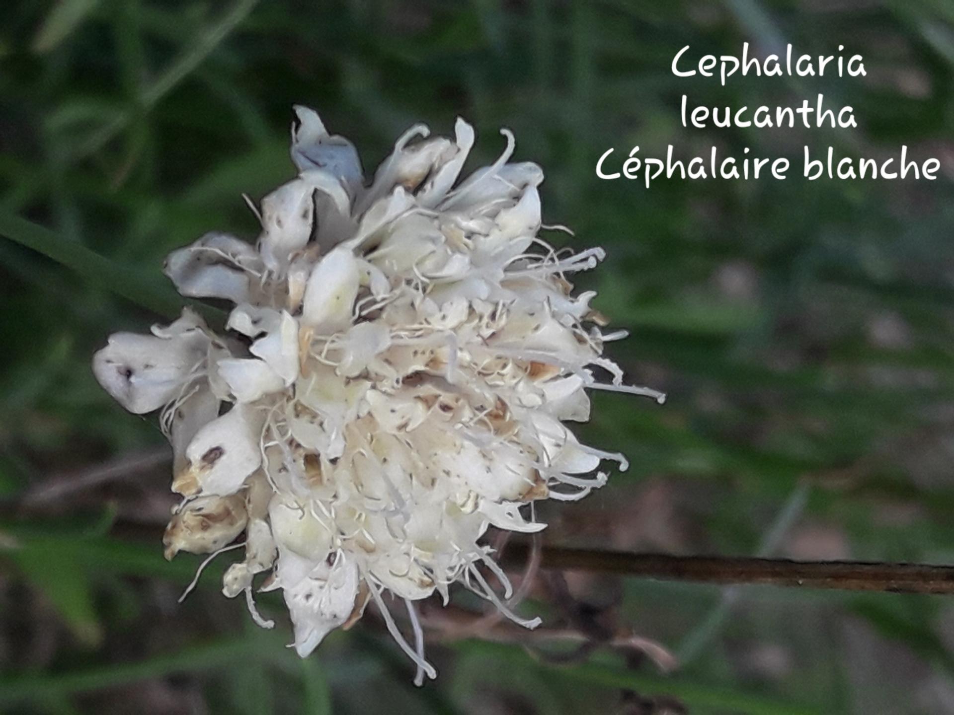 Cephalaria leucantha 2