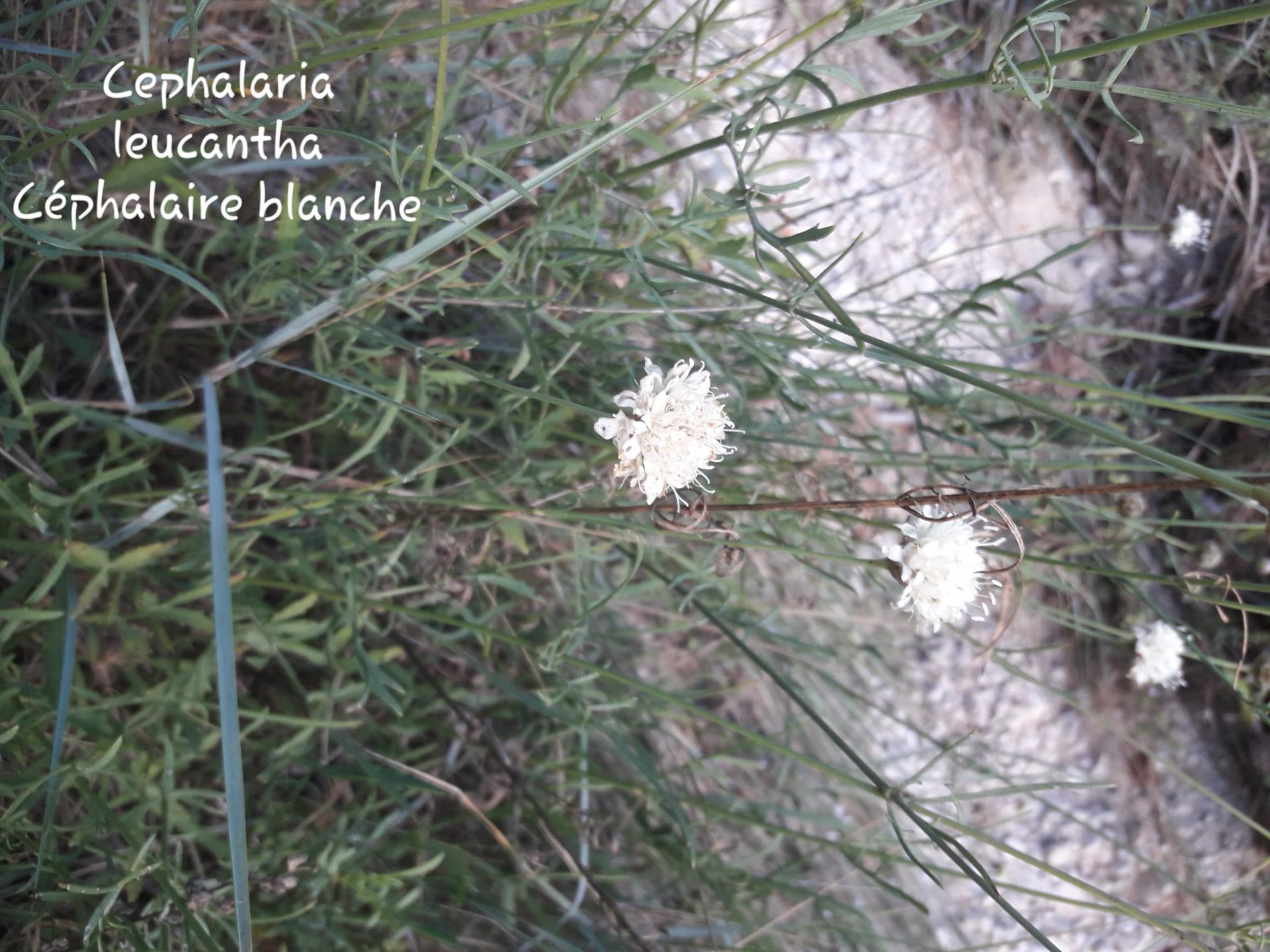 Cephalaria leucantha 1
