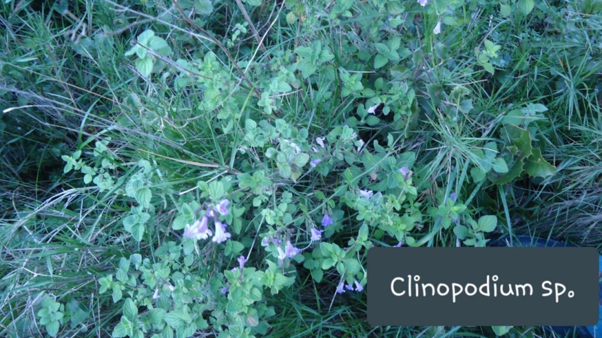 Clinopodium sp jpg