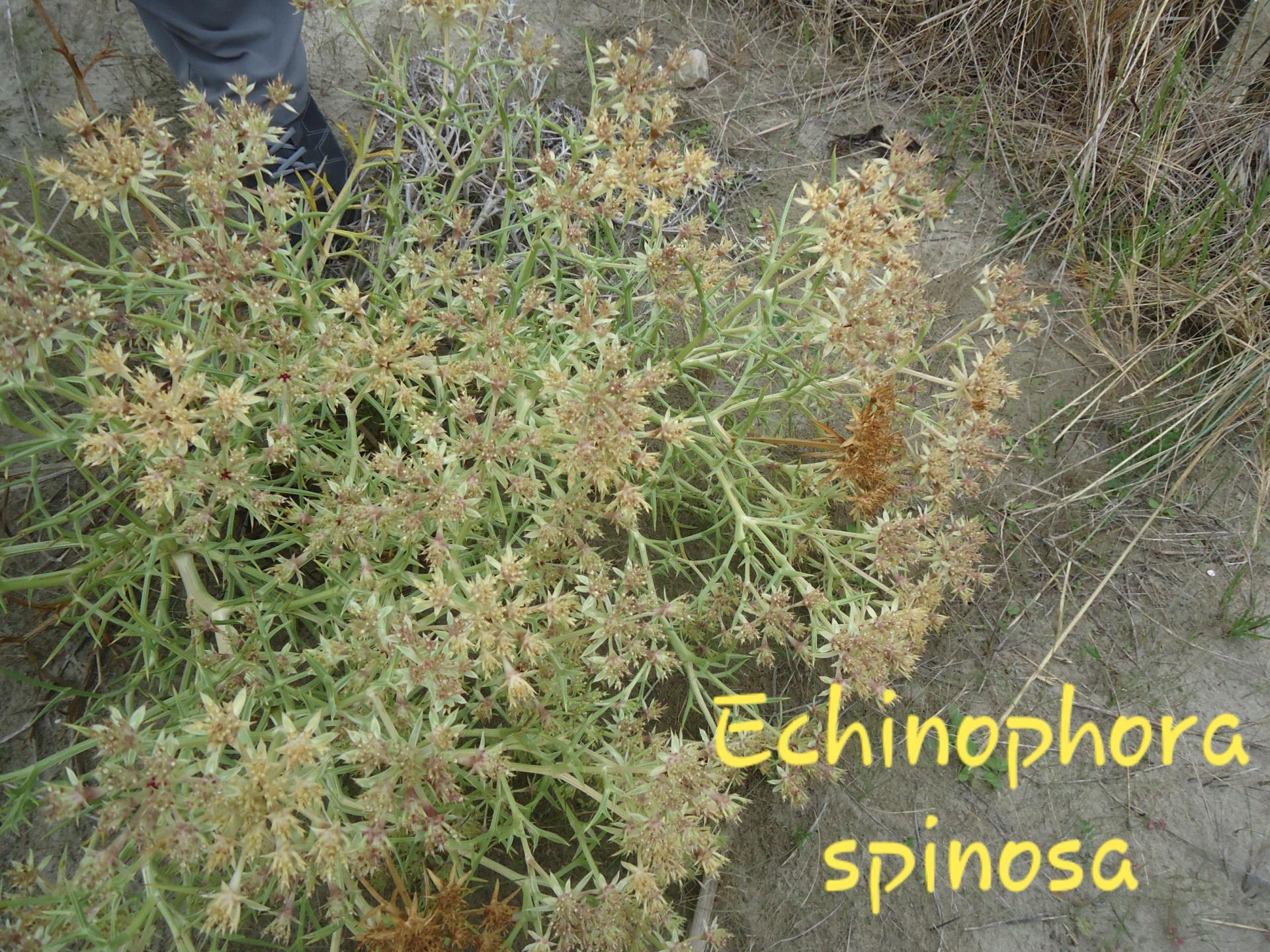 Echinophora spinosa 2