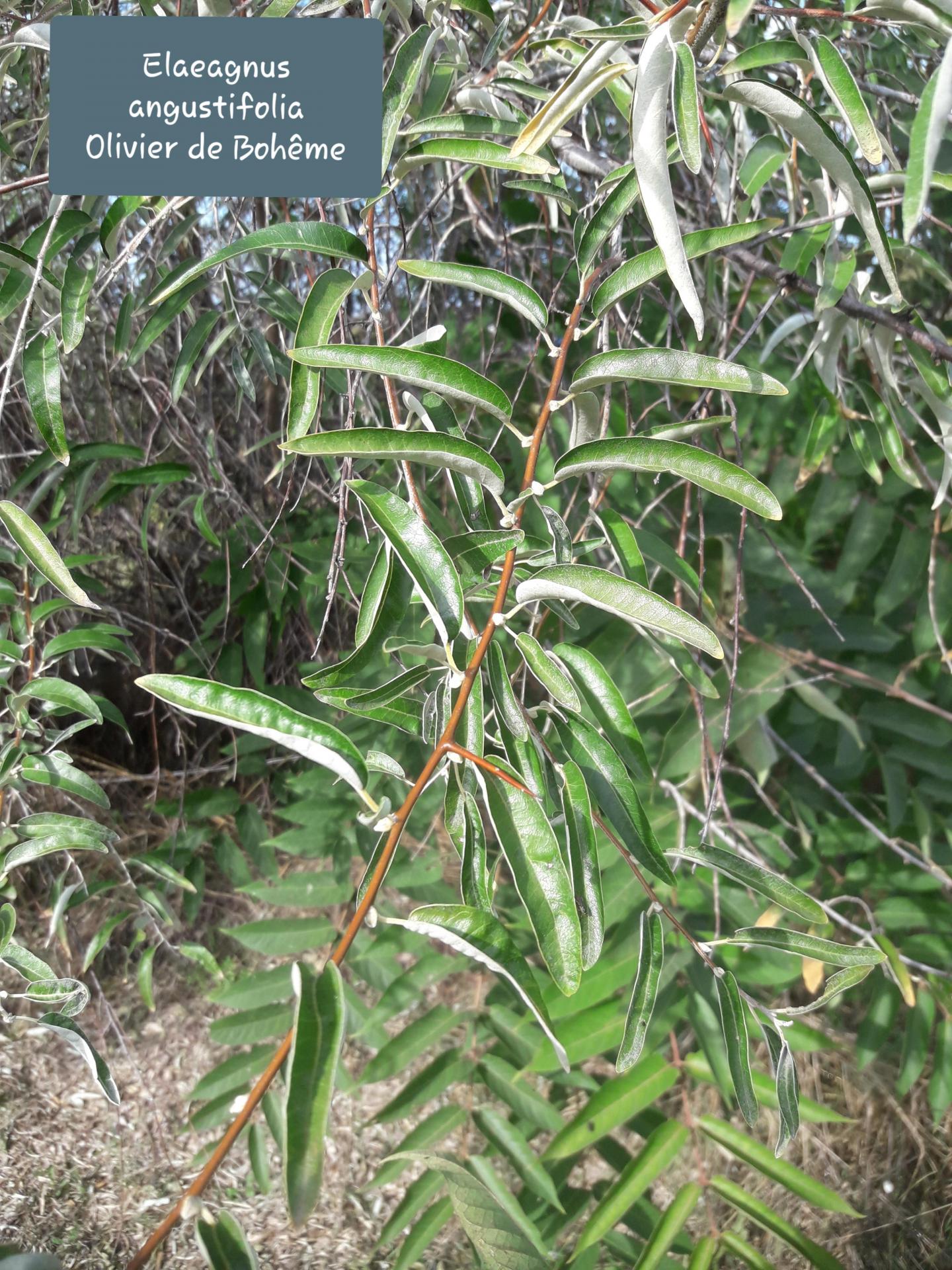 Elaeagnus angustifolia 20/10/21
