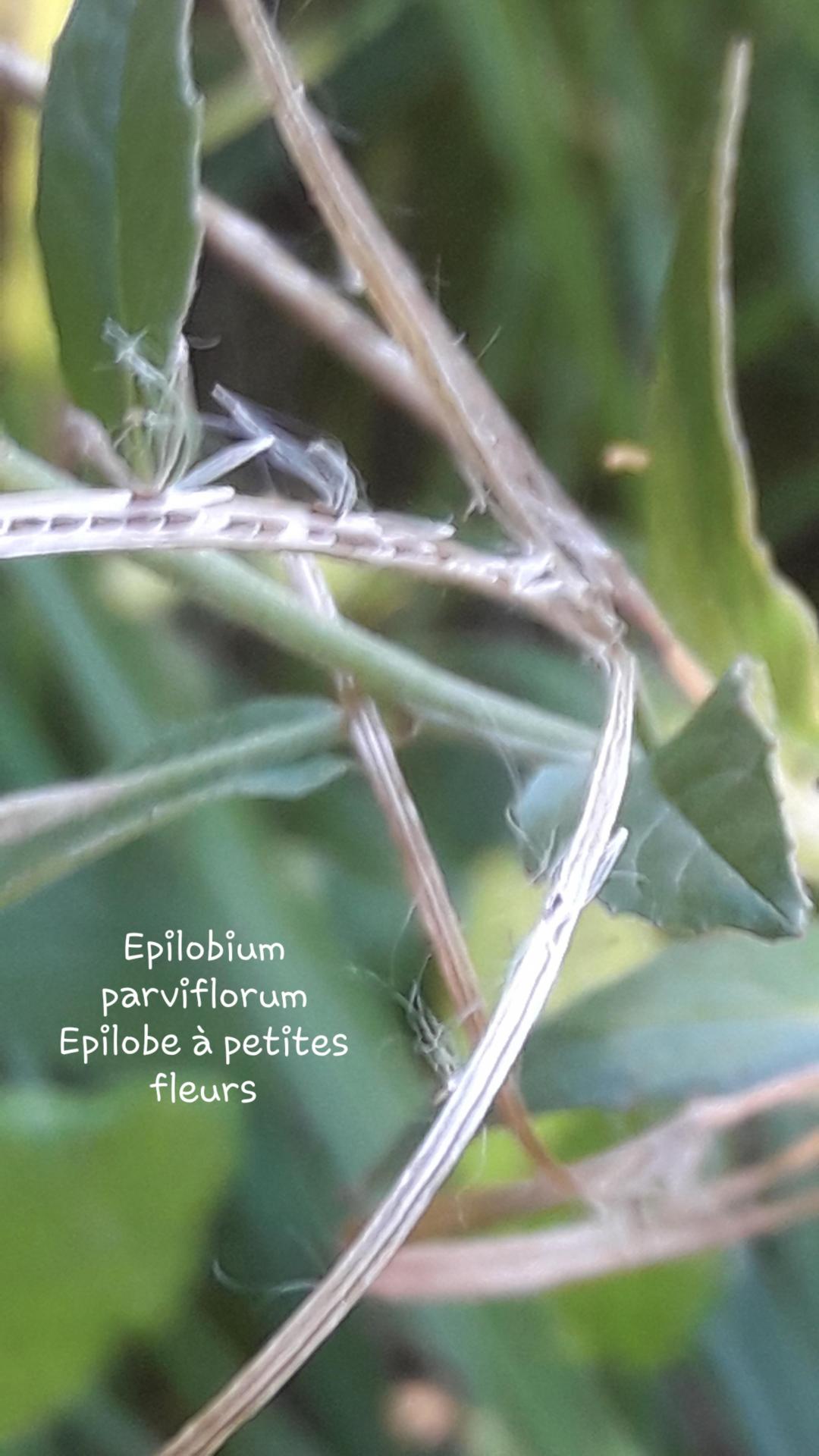 Epilobium parviflorum 1