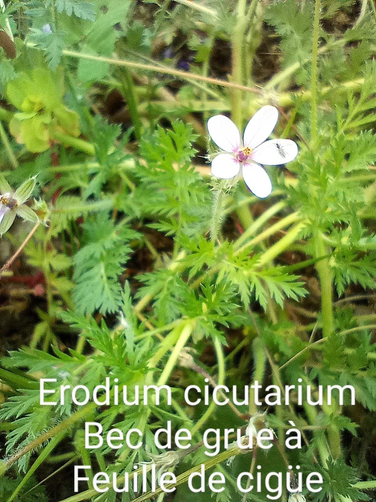 Erodium cicutarium 06 04 22