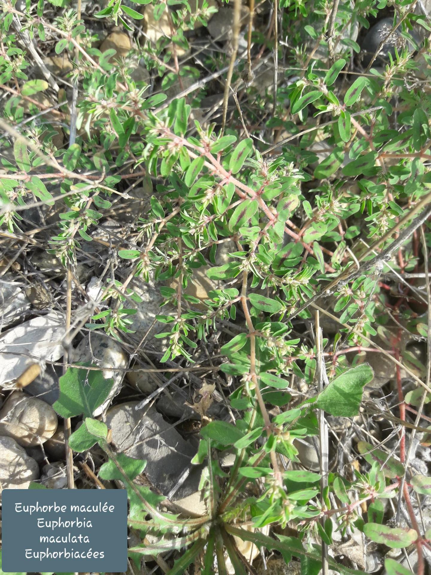 Euphorbia maculata 07/10/21