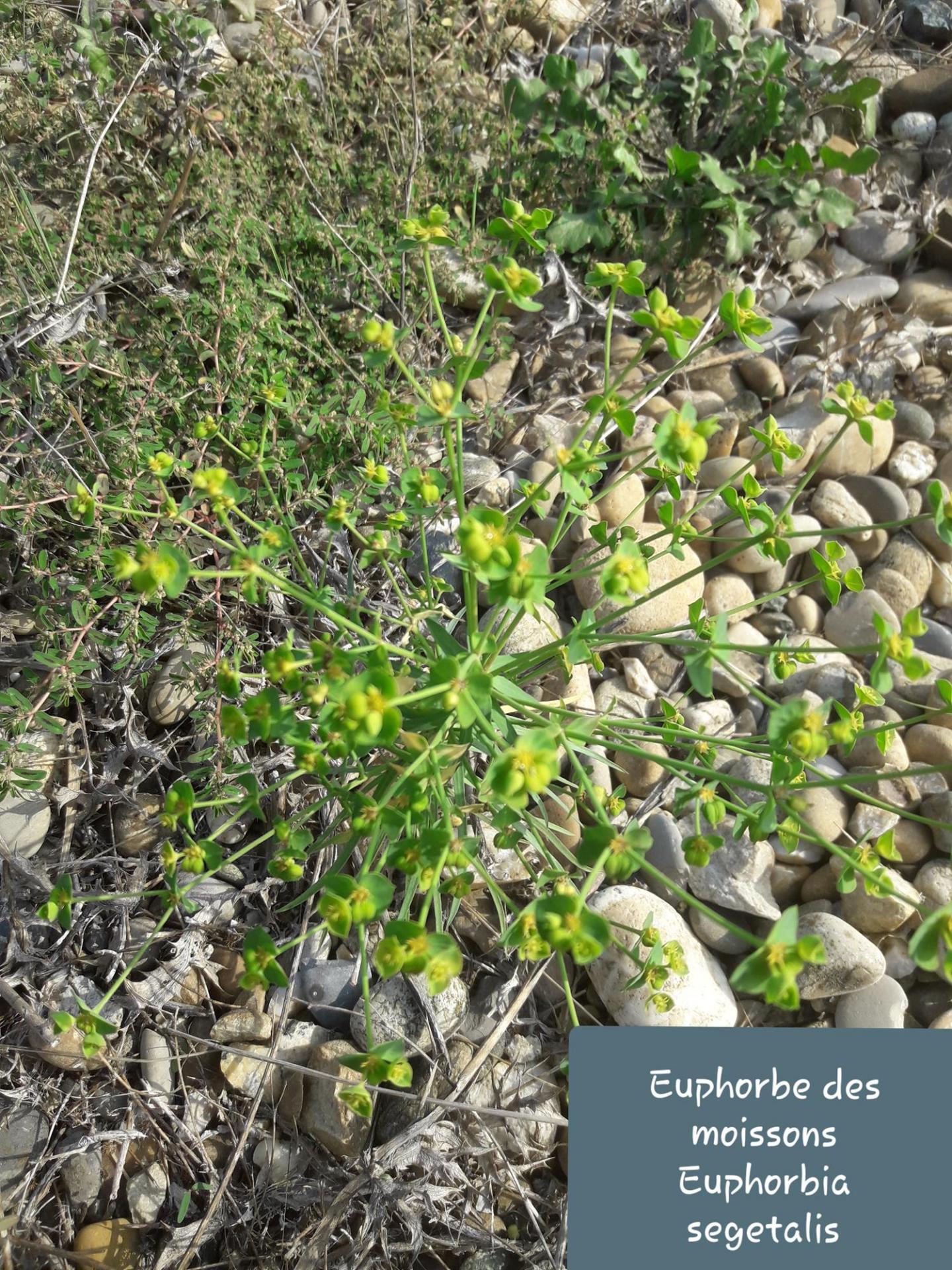 Euphorbia segetalis  07/10/21