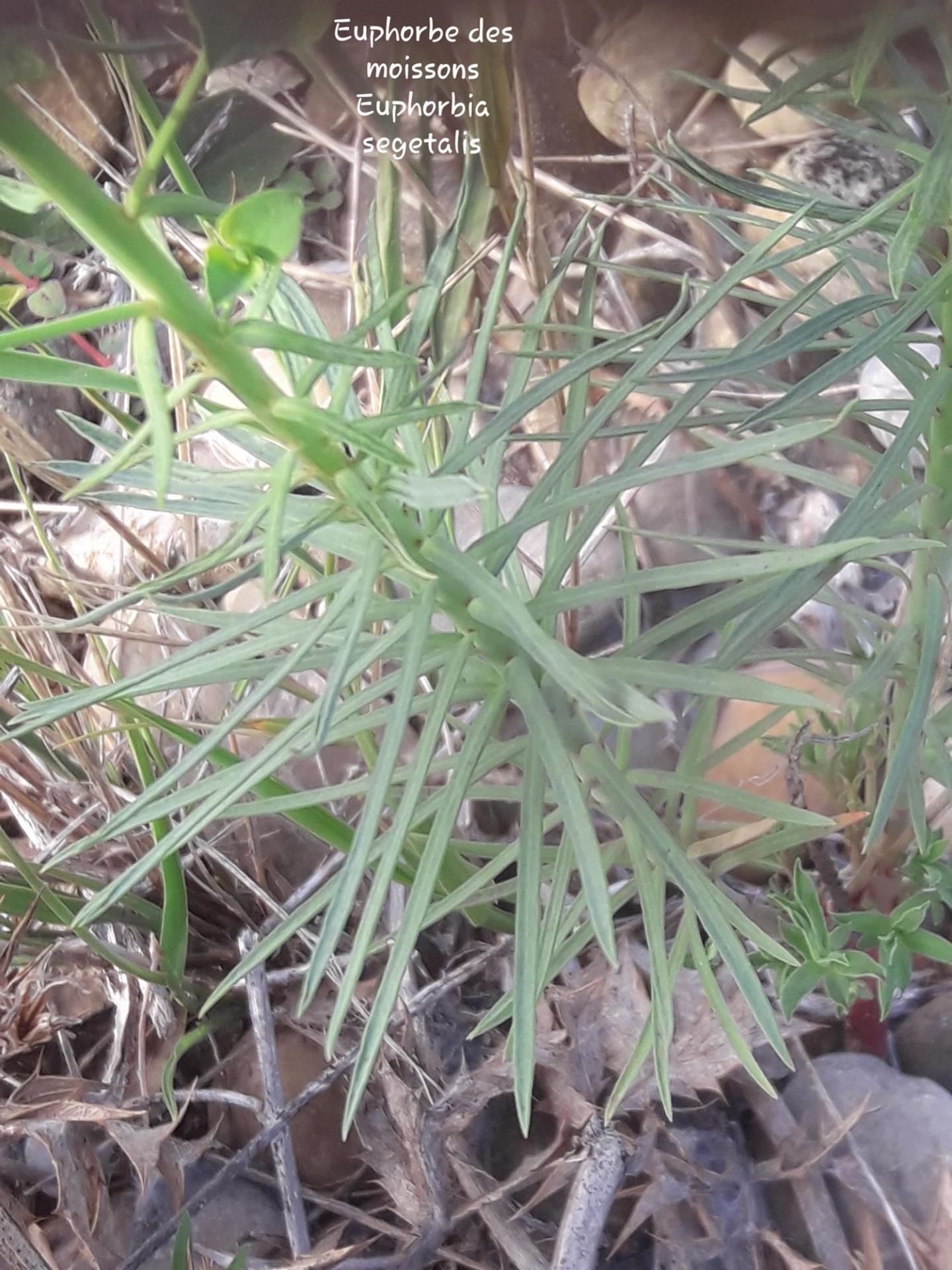 Euphorbia segetalis 07/10/21