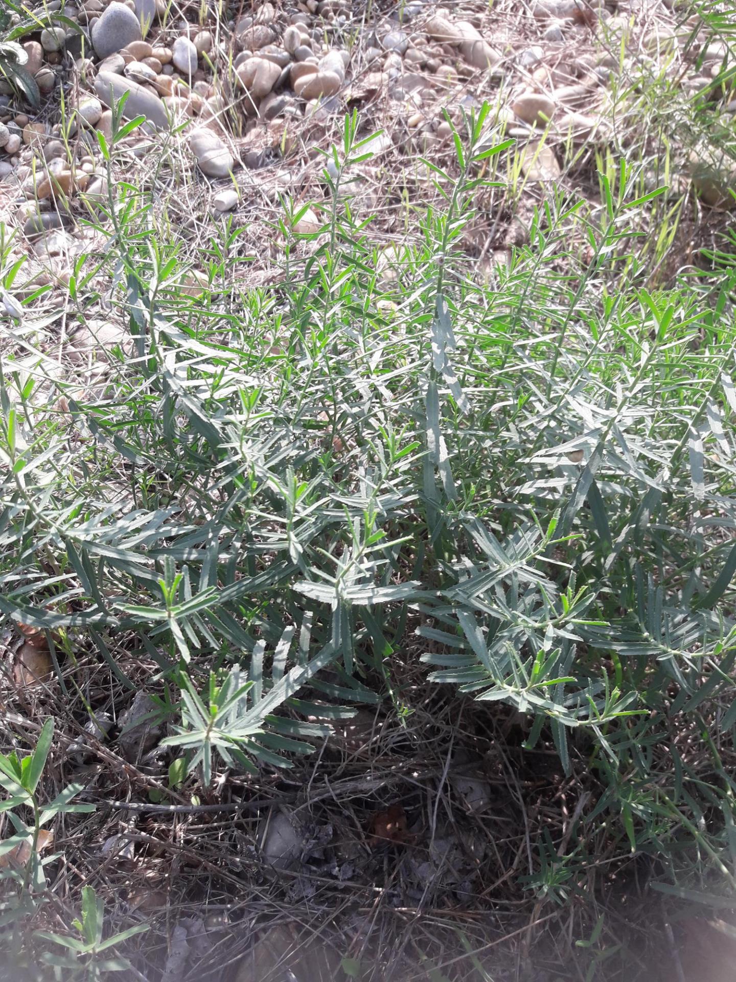 Euphorbia serrata 1