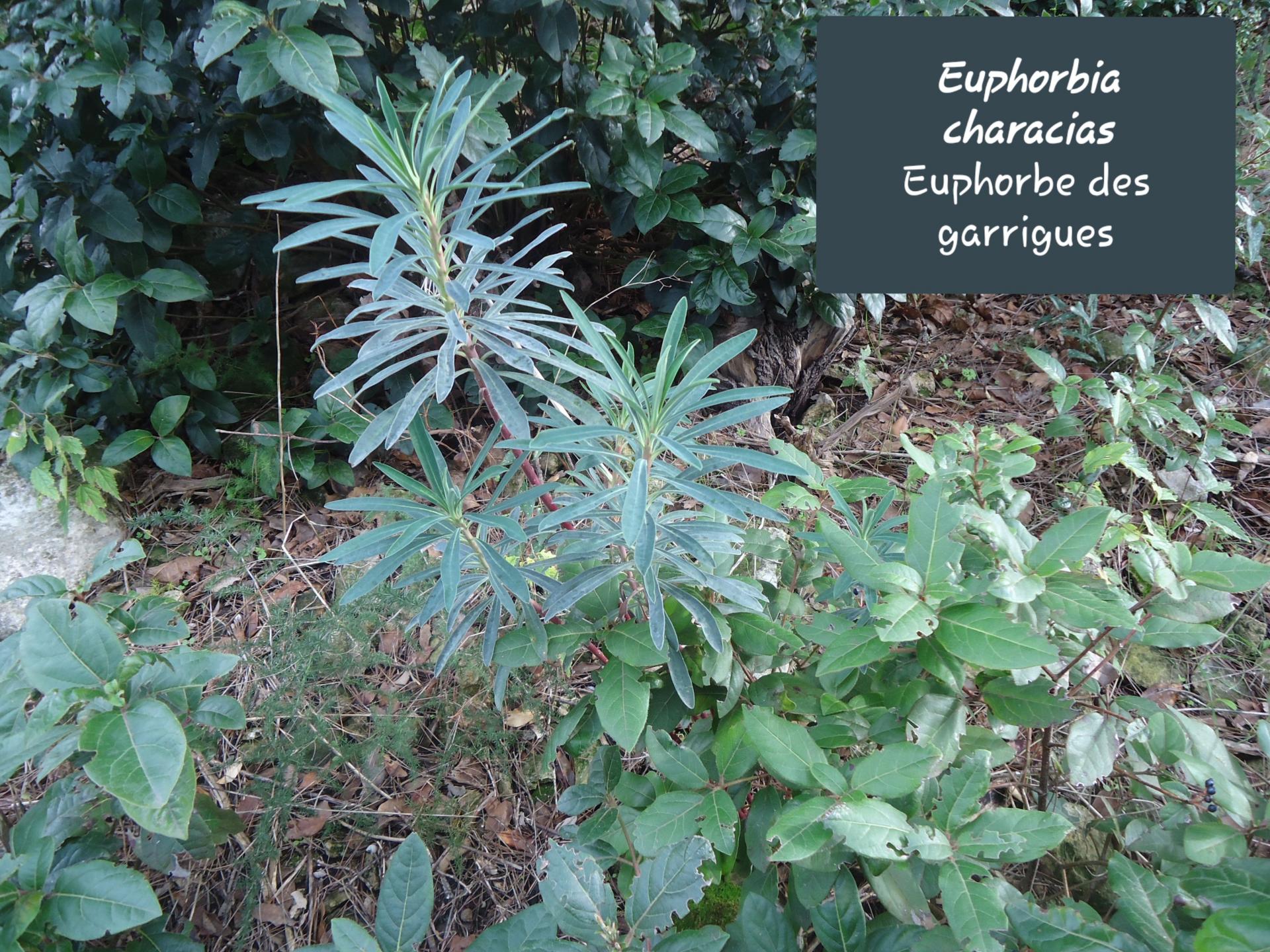 Euphorbia characias   28/11/19