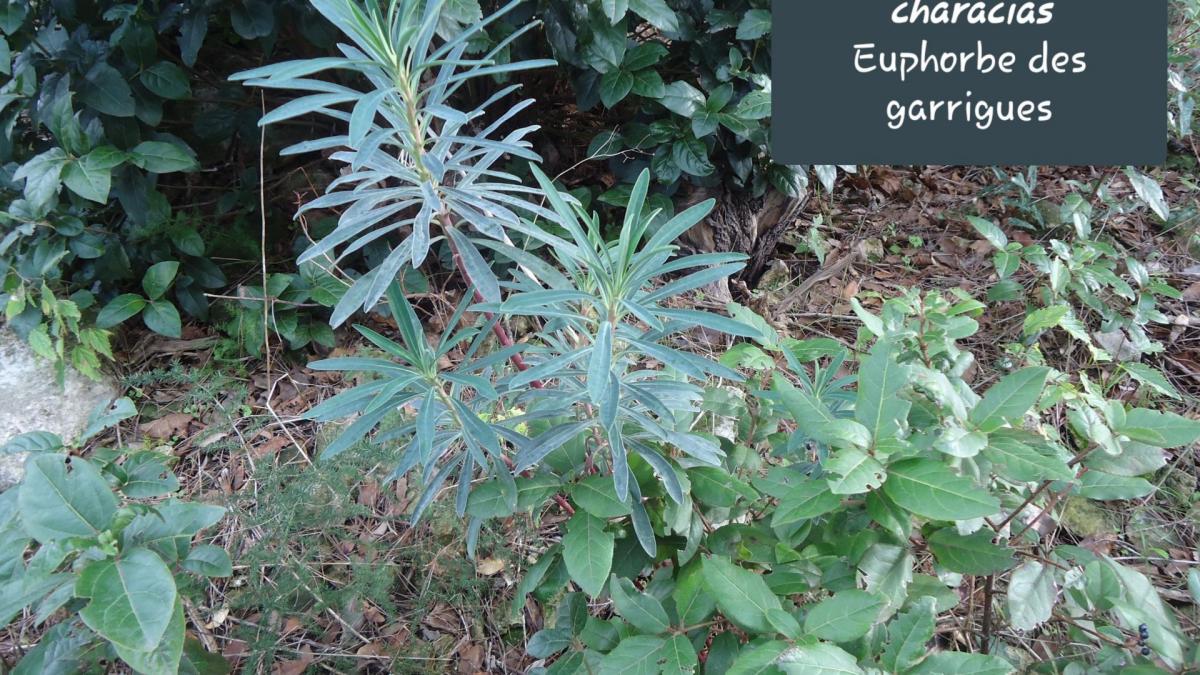 Euphorbia characias jpg 1