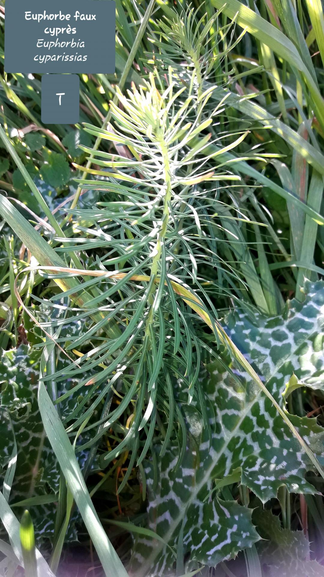 Euphorbia cyparissias 28/12/20