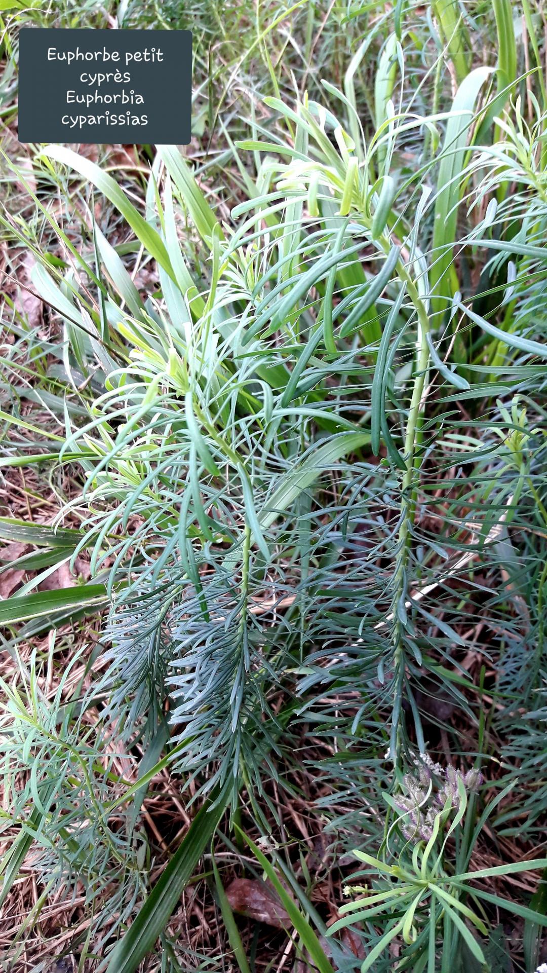 Euphorbia cyparissias   20/09/20