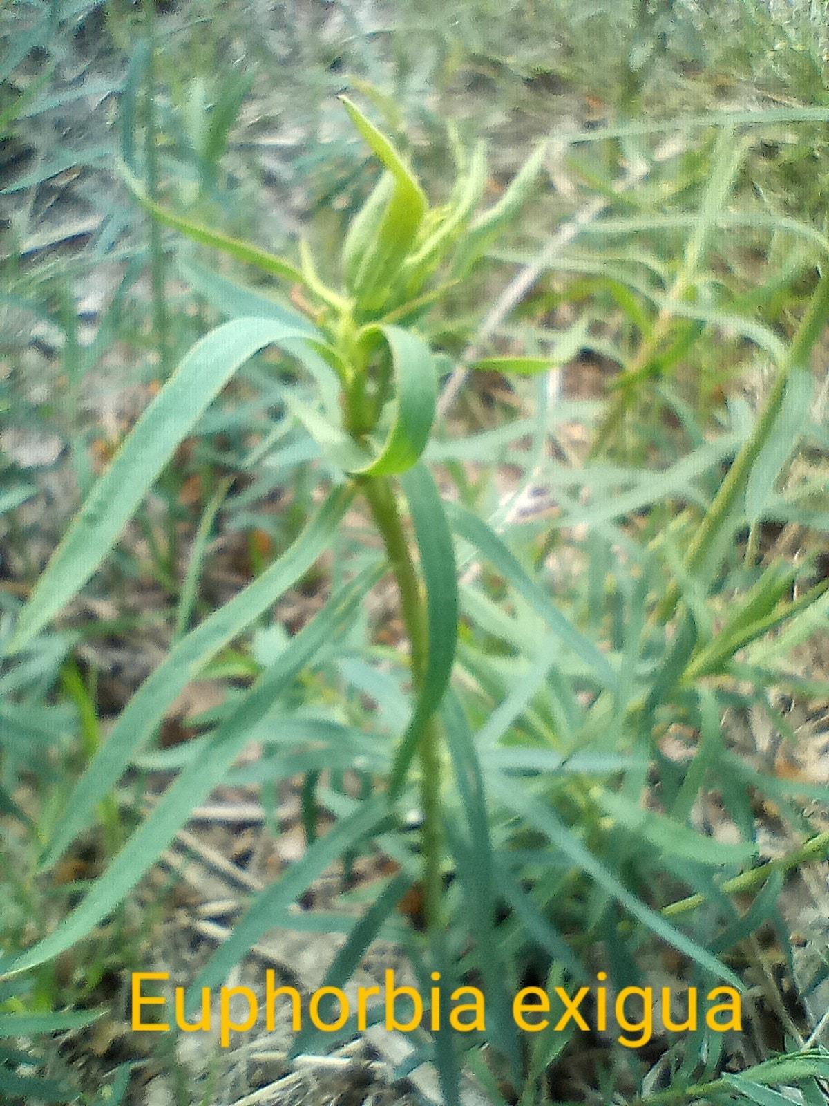 Euphorbia exigua 31 03 22 1