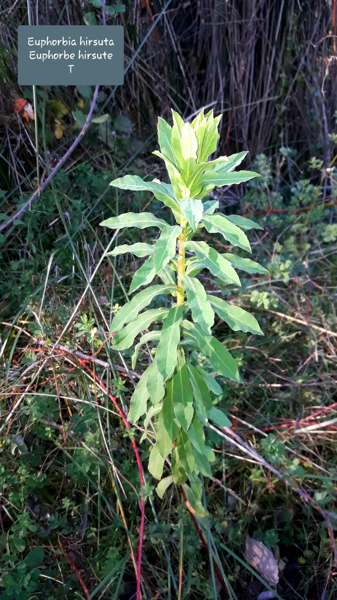 Euphorbia hirsuta 28/12/20