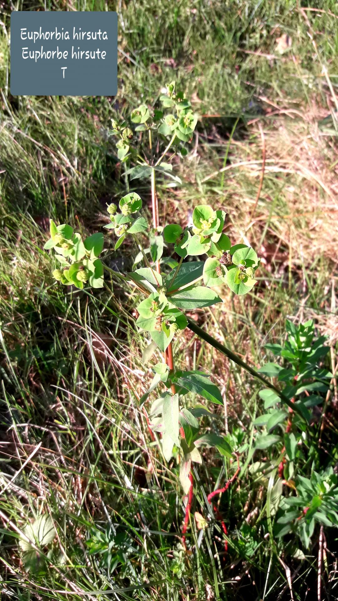 Euphorbia hirsuta 2